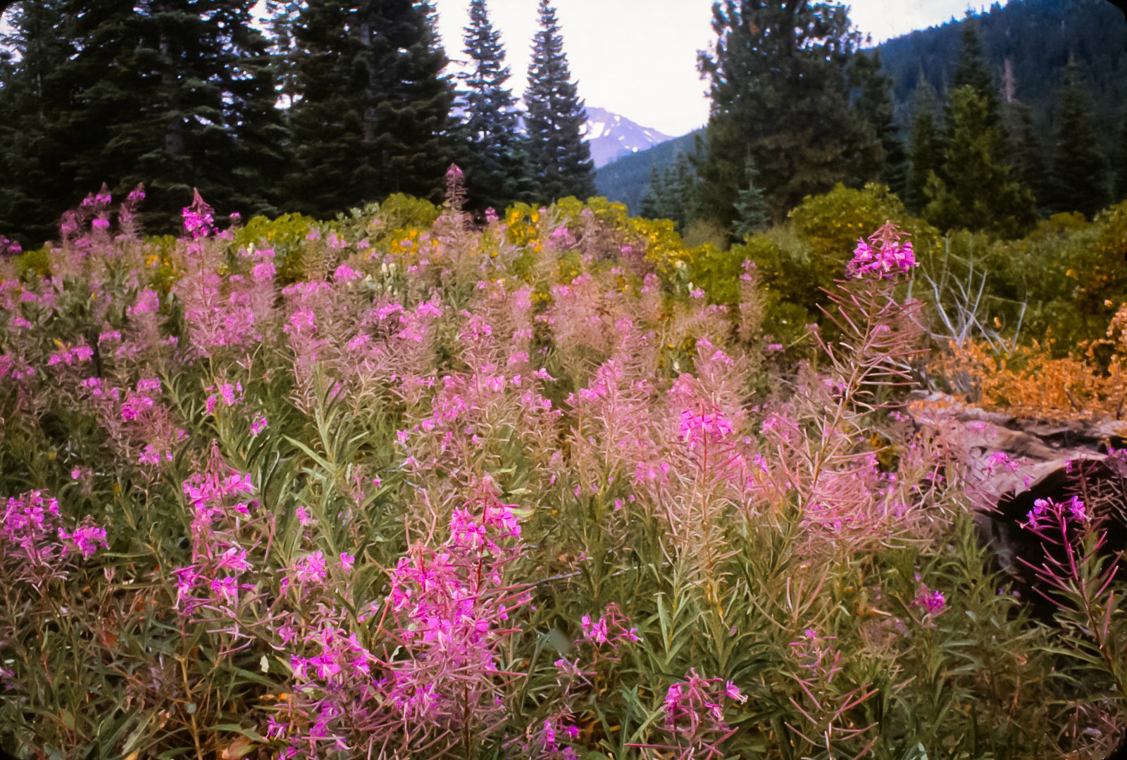 Mountain Meadow #1
