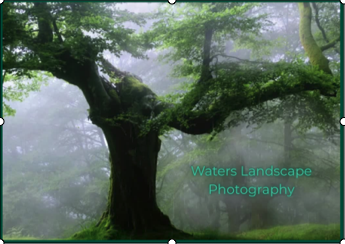 A foggy landscape with large moss-covered trees and lush green foliage.