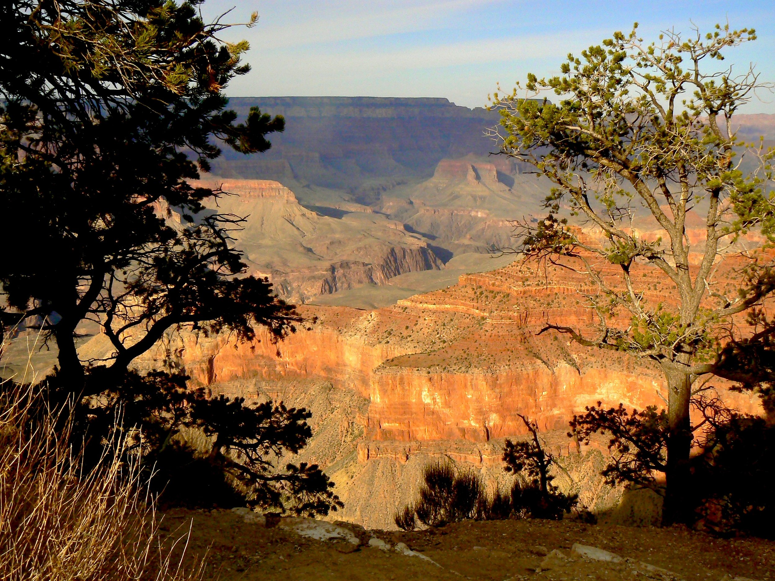 View of the Grand Canyon with trees in the foreground and layered colorful rock formations in the distance.