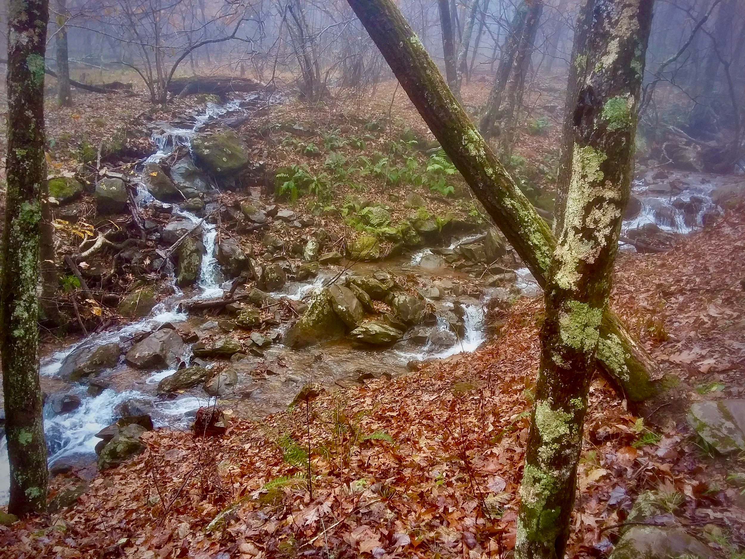 A forest scene with a small creek flowing over rocks, surrounded by trees with moss and lichen on their trunks, and fallen leaves on the ground. The background is foggy.