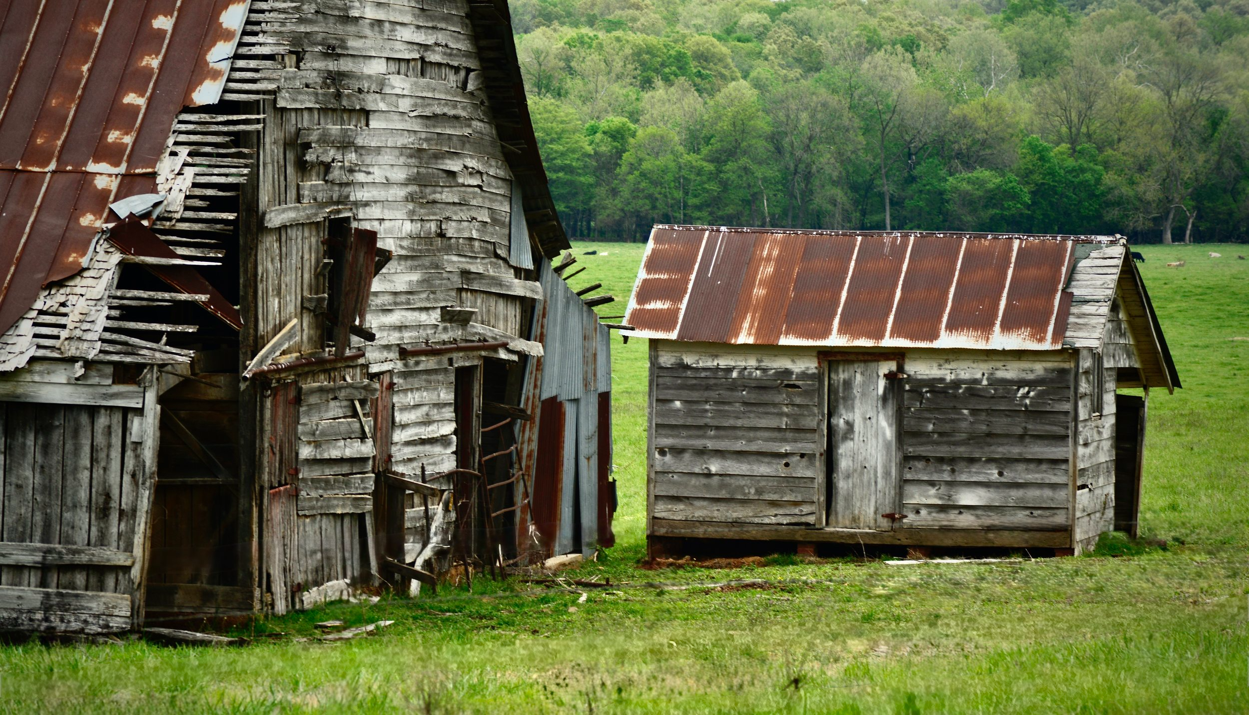 An old, dilapidated barn with peeling and broken wooden siding, rusted metal roofing, surrounded by green grass and trees in the background.