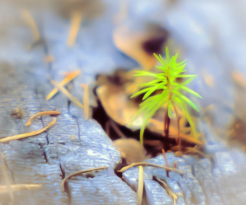 "A Little Pine Tree"