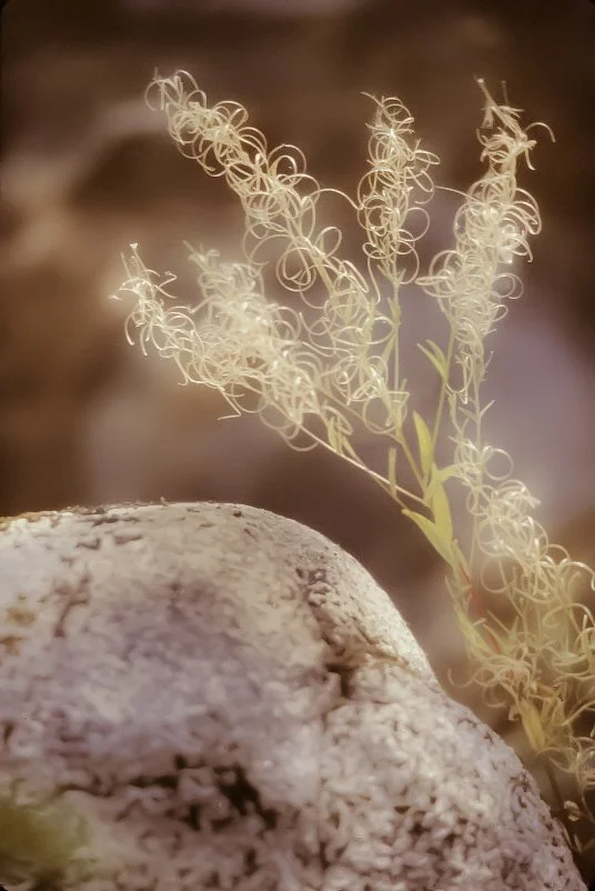 Nature's Curls