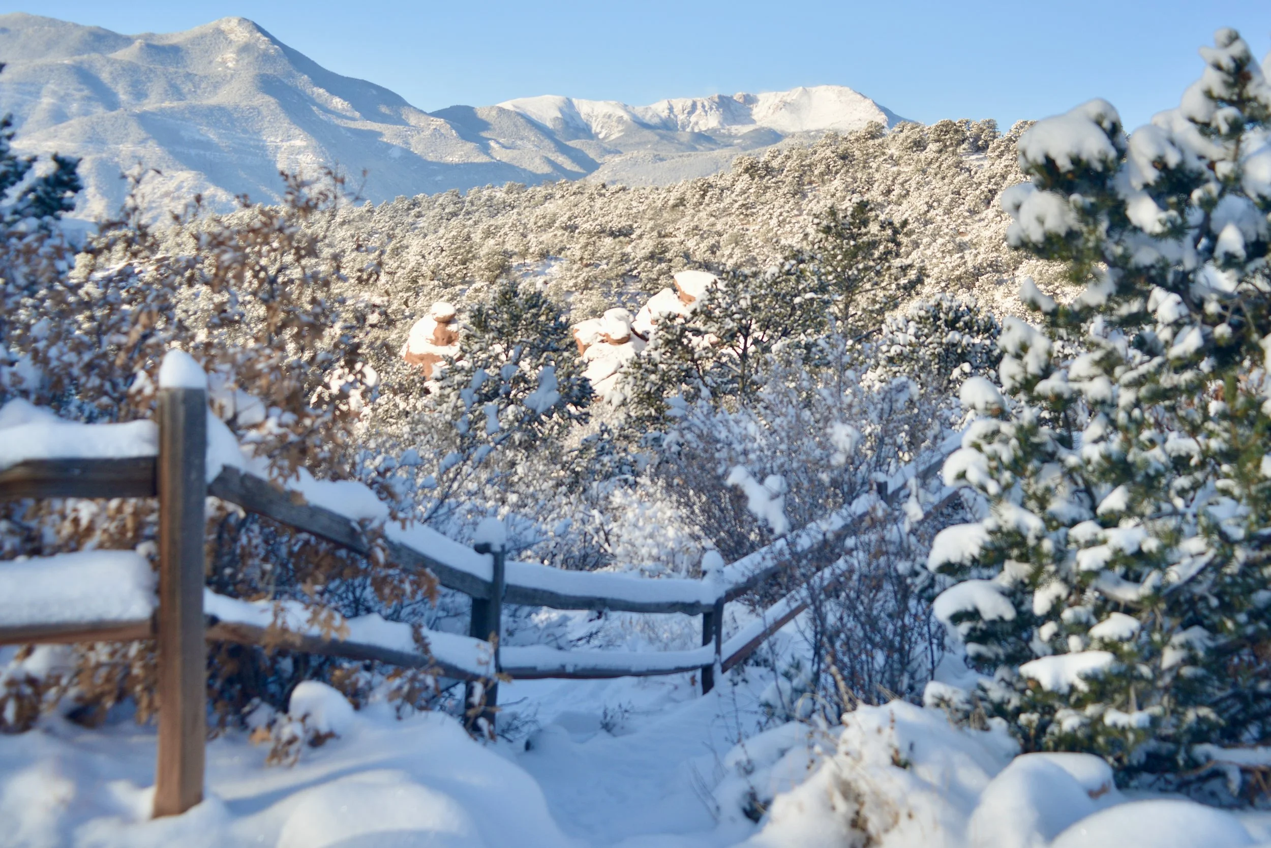 Snow-covered forest with a mountain range in the background, partially covered in snow, under a clear blue sky.