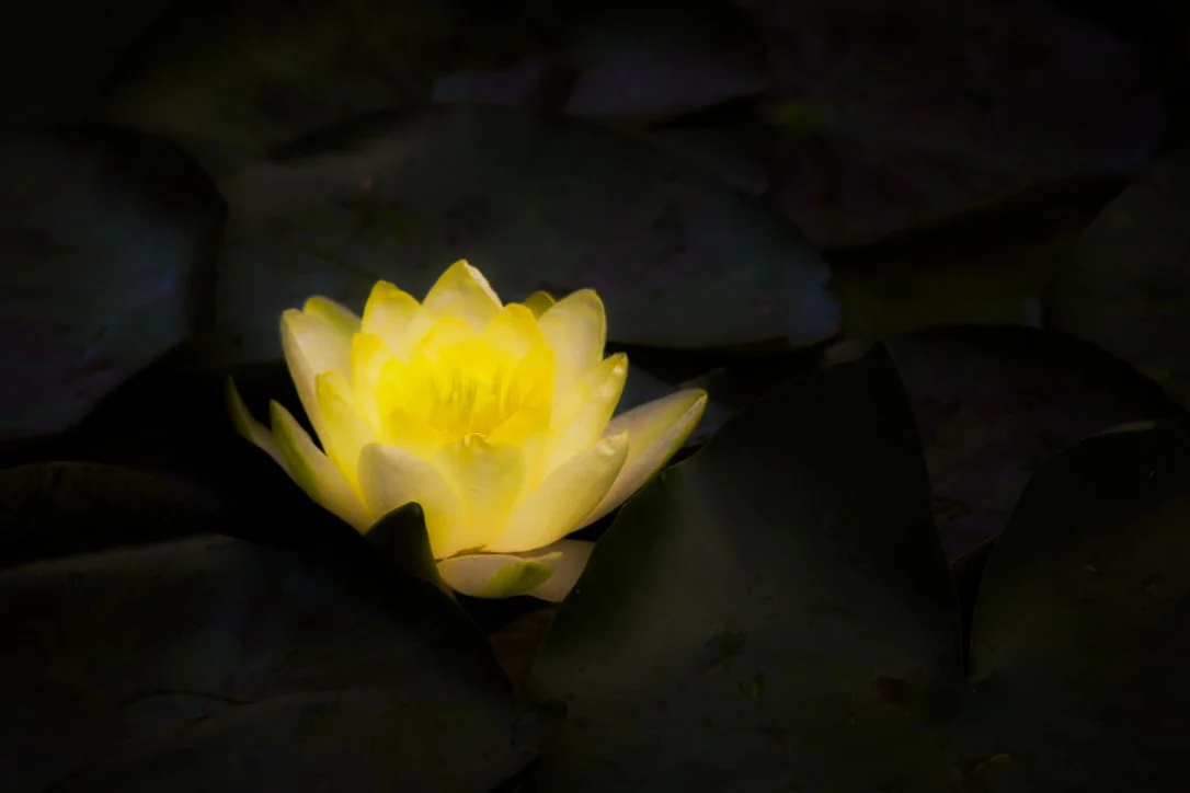 "The Water Lily"