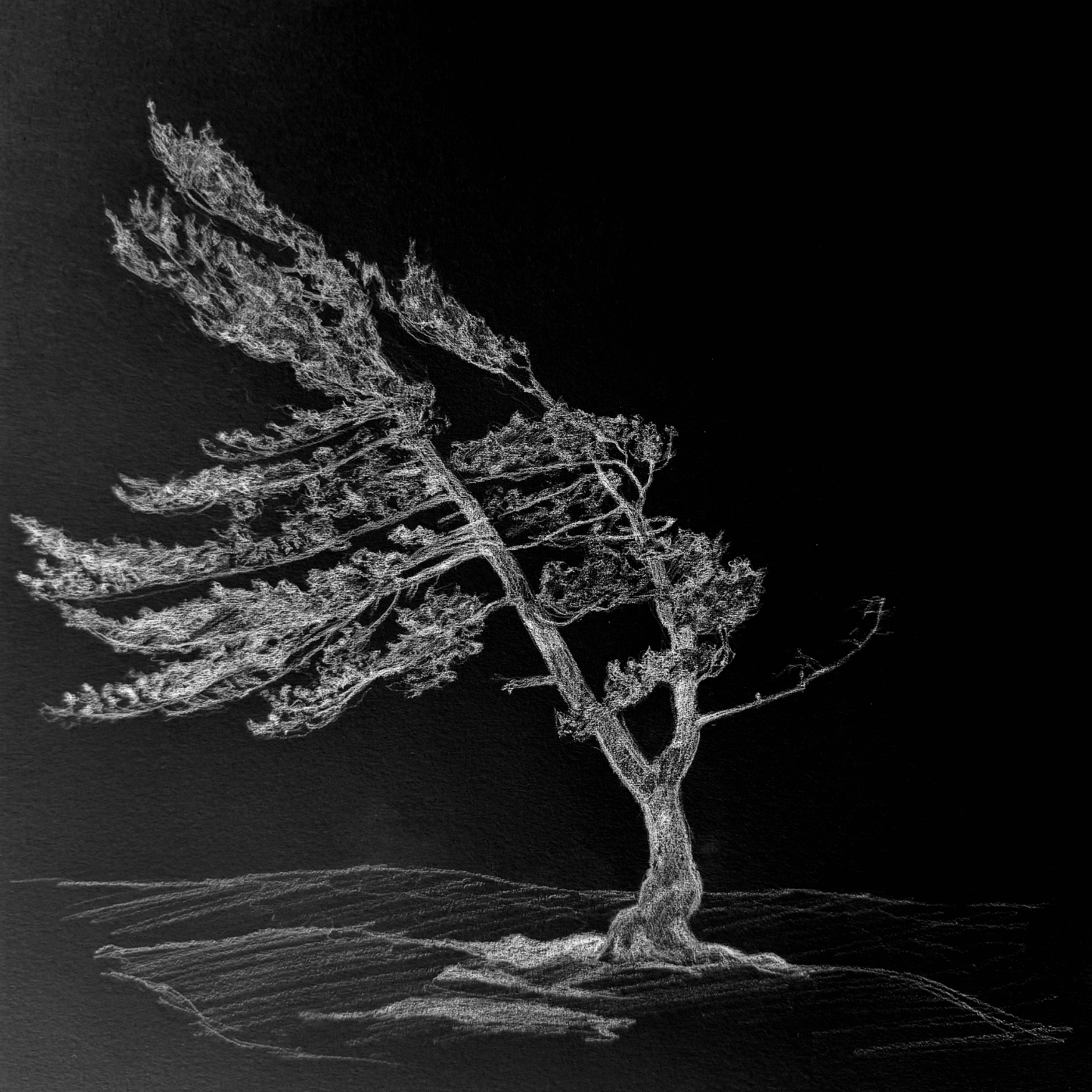 A white chalk drawing of a large, leafless tree on a black background, with textured ground beneath it.