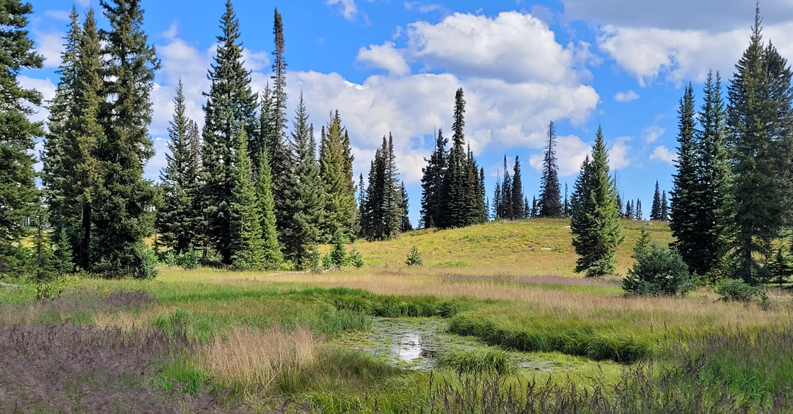 Wetland Enhancement Resources.png