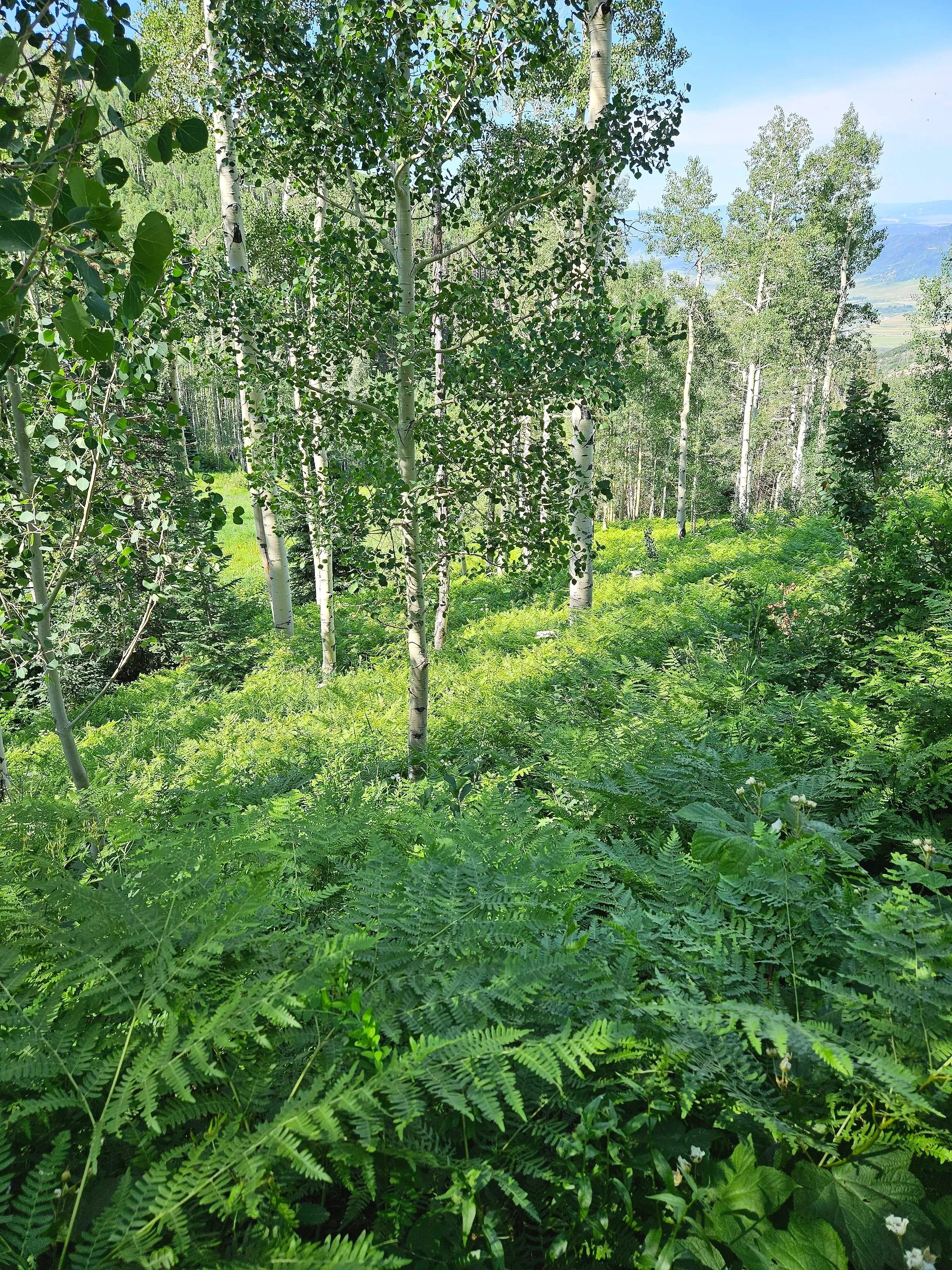A forest with tall aspen trees and abundant green ferns covering the forest floor. The sky is blue with a few clouds visible in the background.