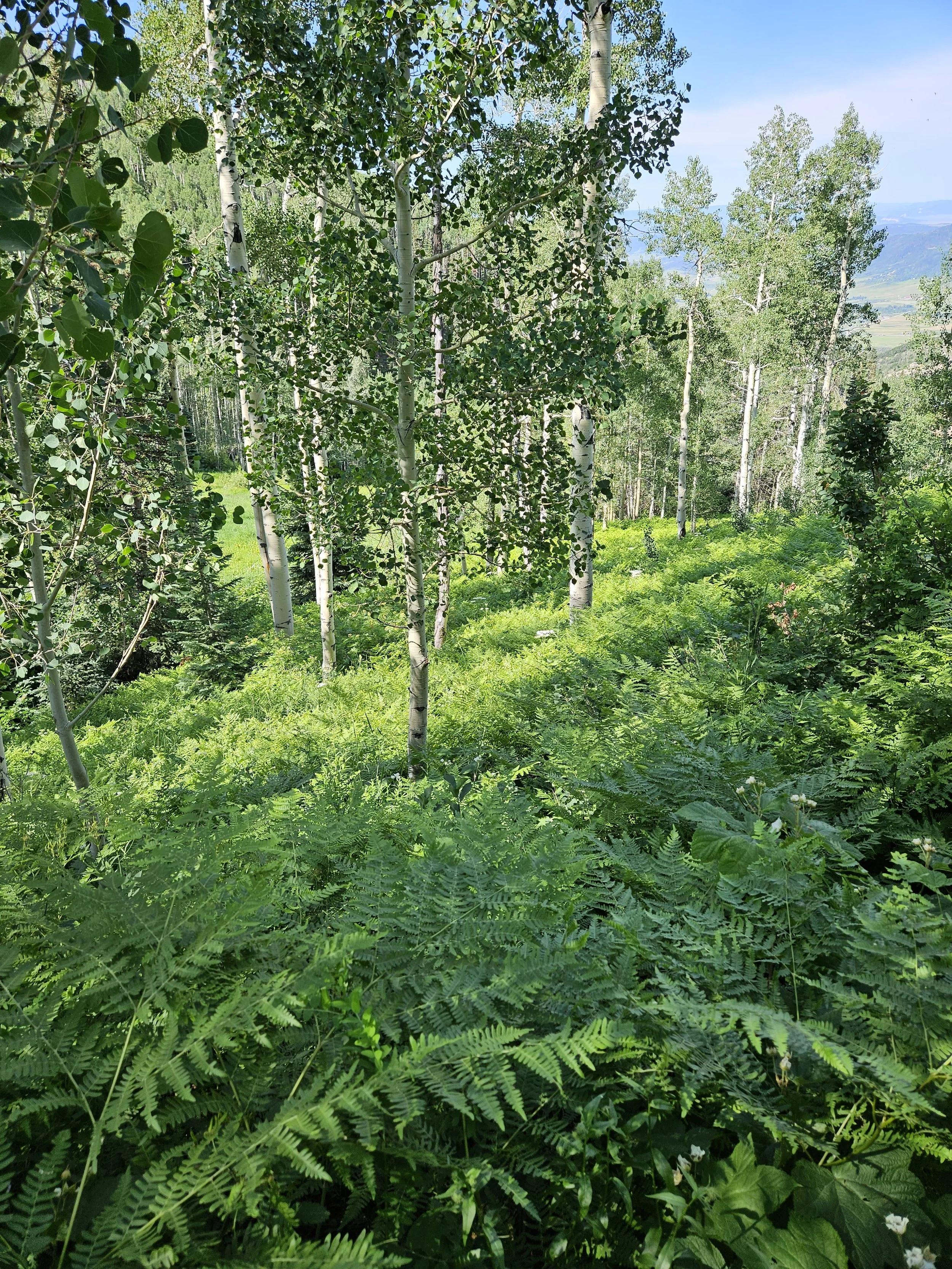 20230718_BuffPass_AspensAndFerns_Spring.jpg