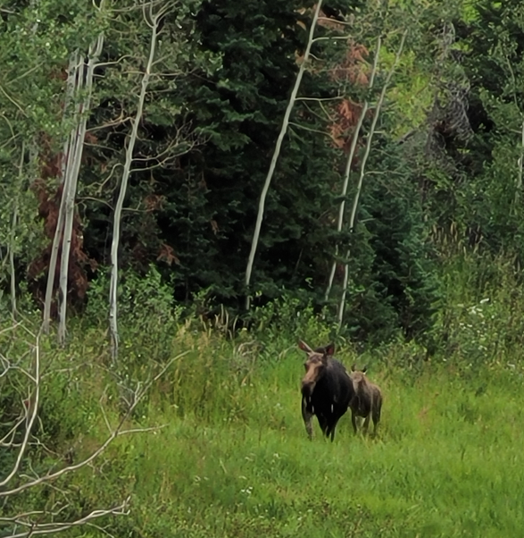 Wildlife Management.png