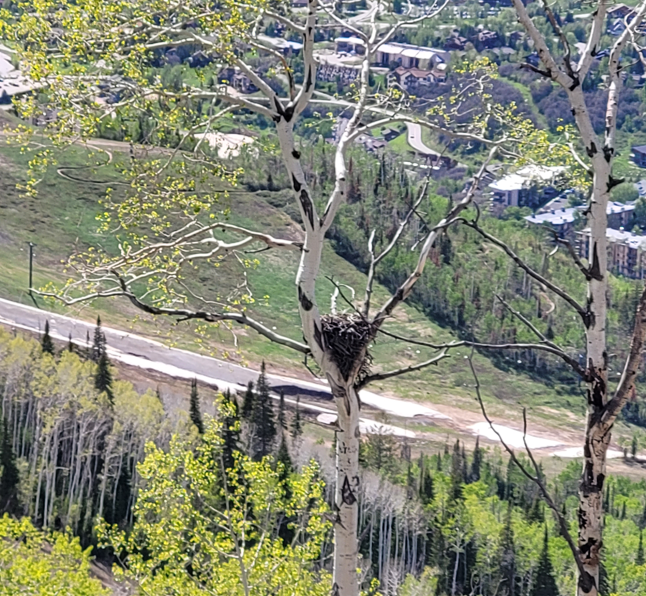 RedTail Hawk Nest.png