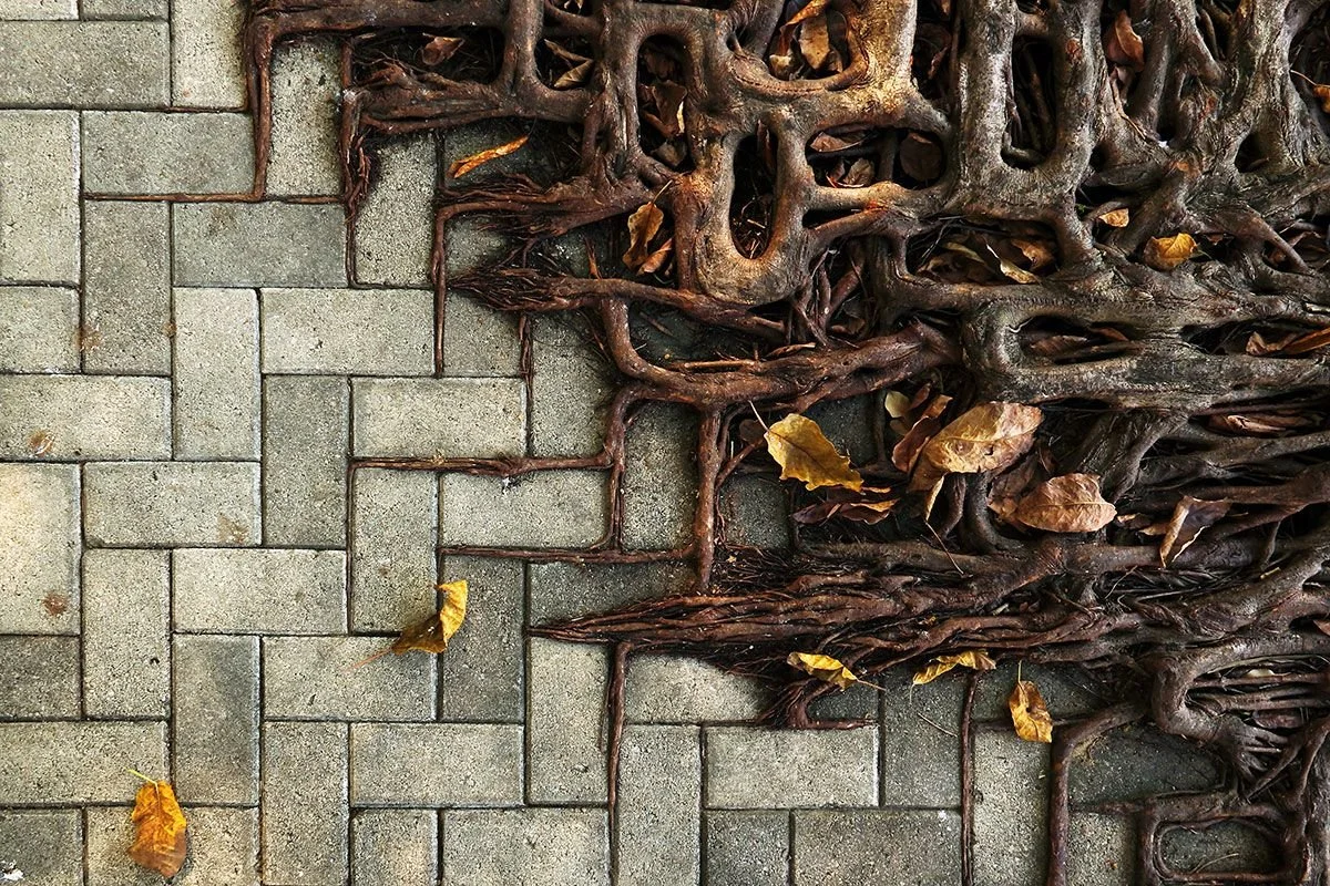 Tree roots spreading over a paved sidewalk with fallen leaves.