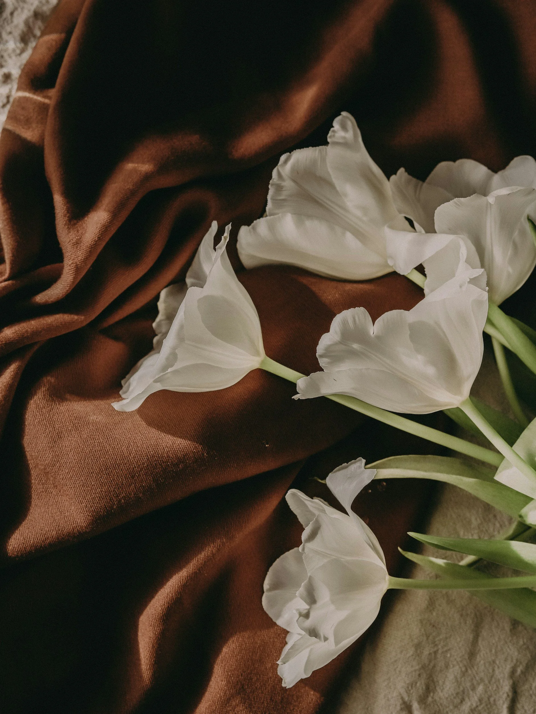 White tulip flowers resting on a brown satin fabric.