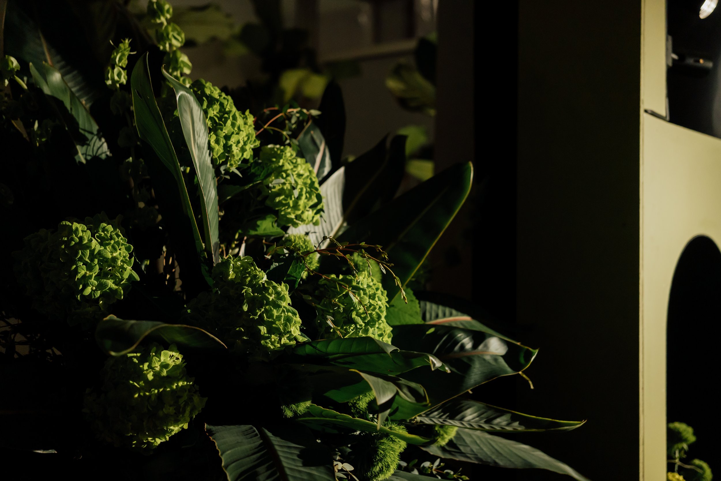 Green houseplants with large leaves and round flower clusters on a dark background, illuminated by soft light.