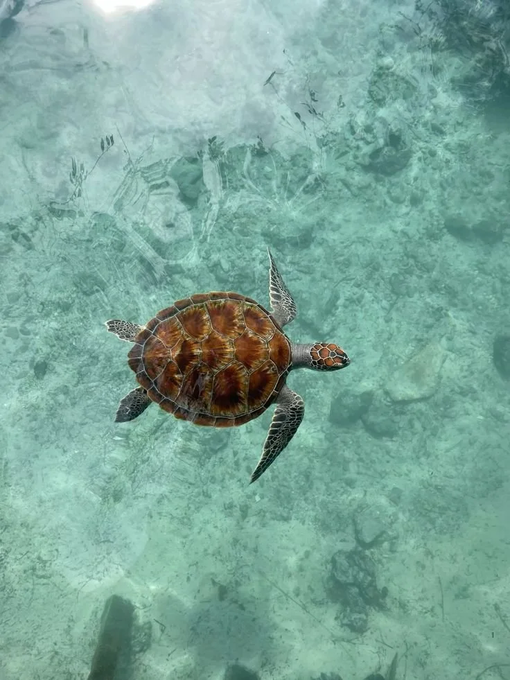 Barbados wellness retreat