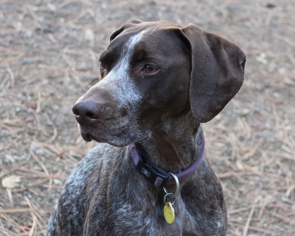 Picture of Dog