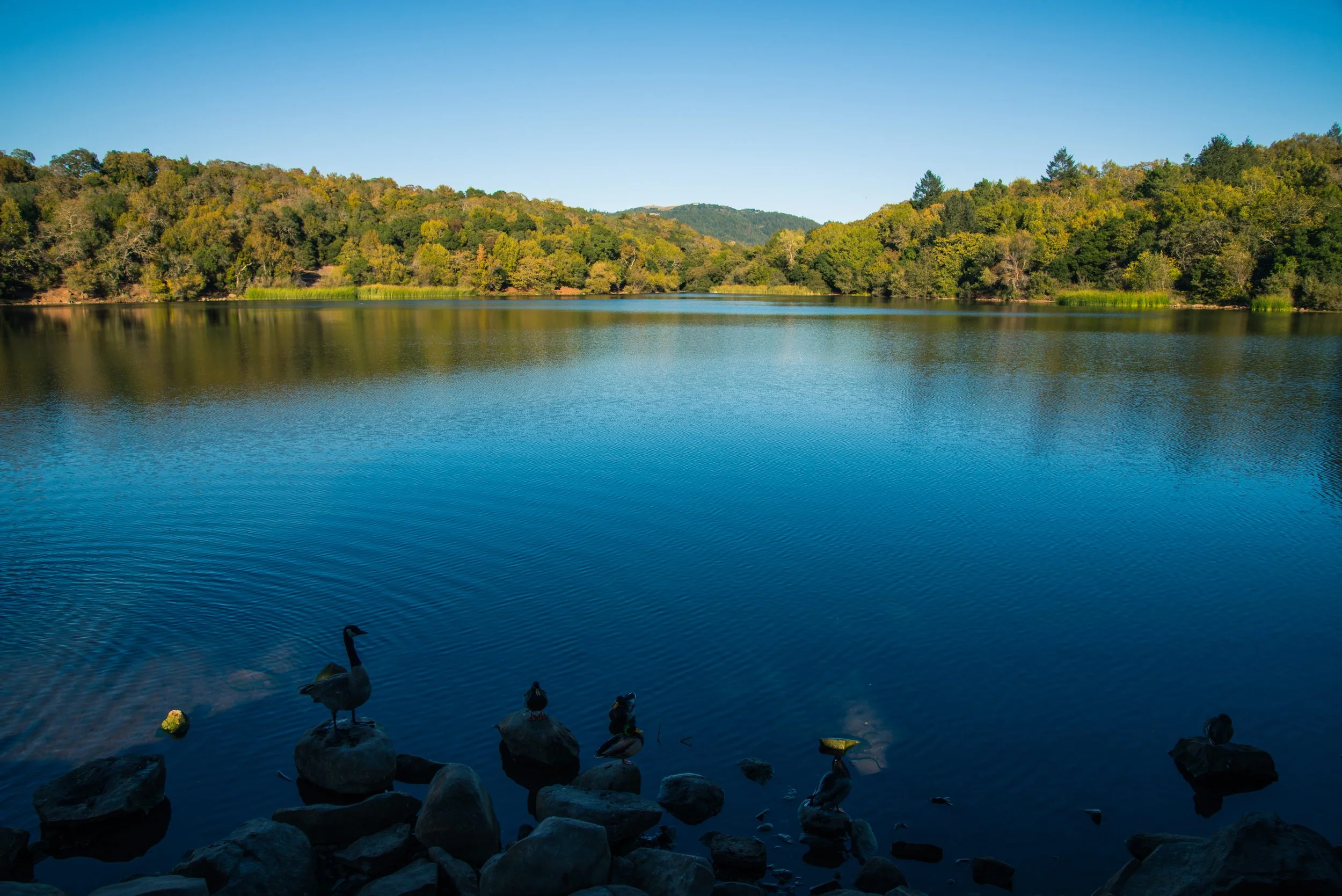 Santa Rosa Spring Lake Ducks.jpg