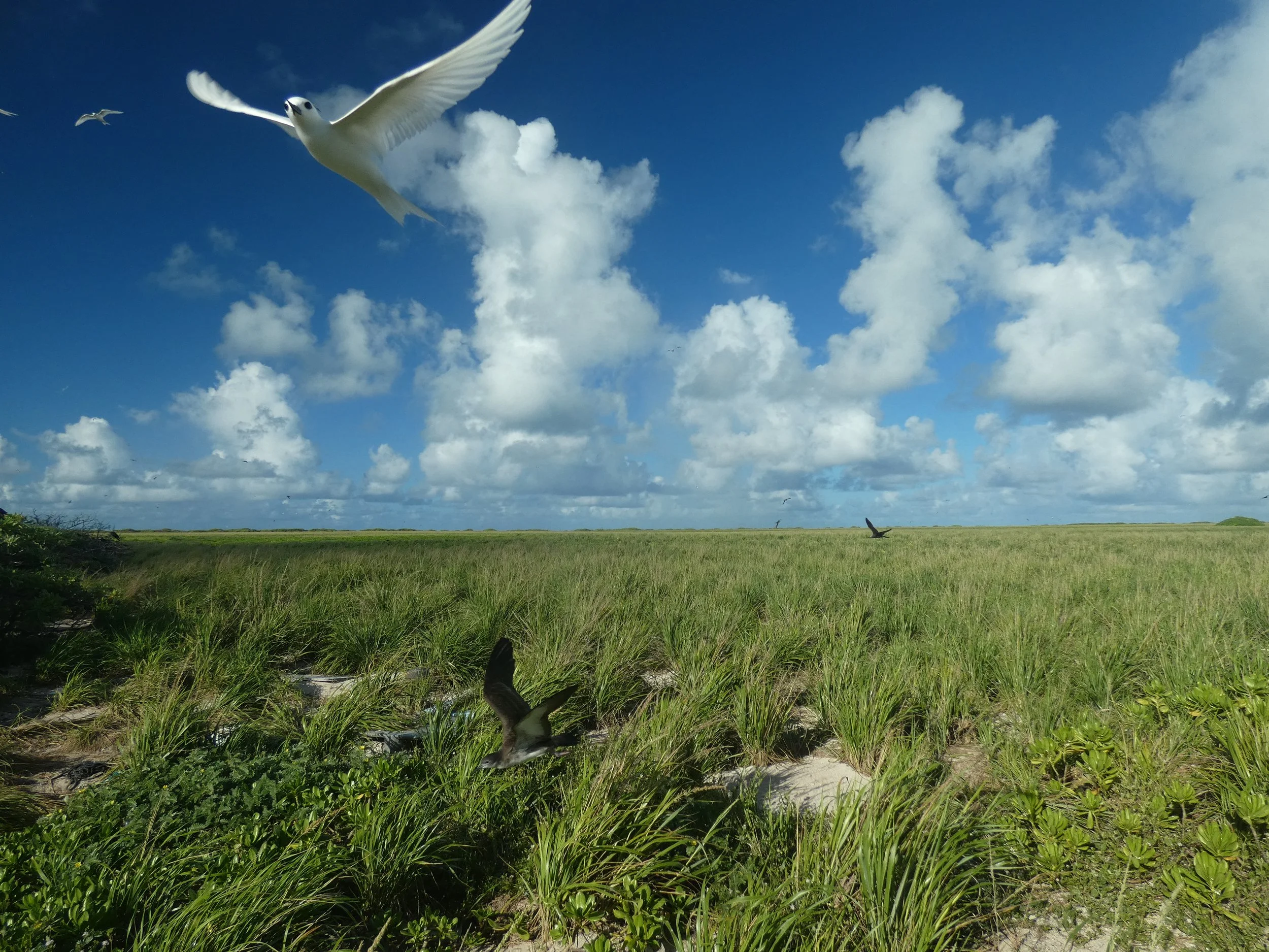 A wide grassy field with a few black birds on the ground and several white birds flying in a partly cloudy blue sky.