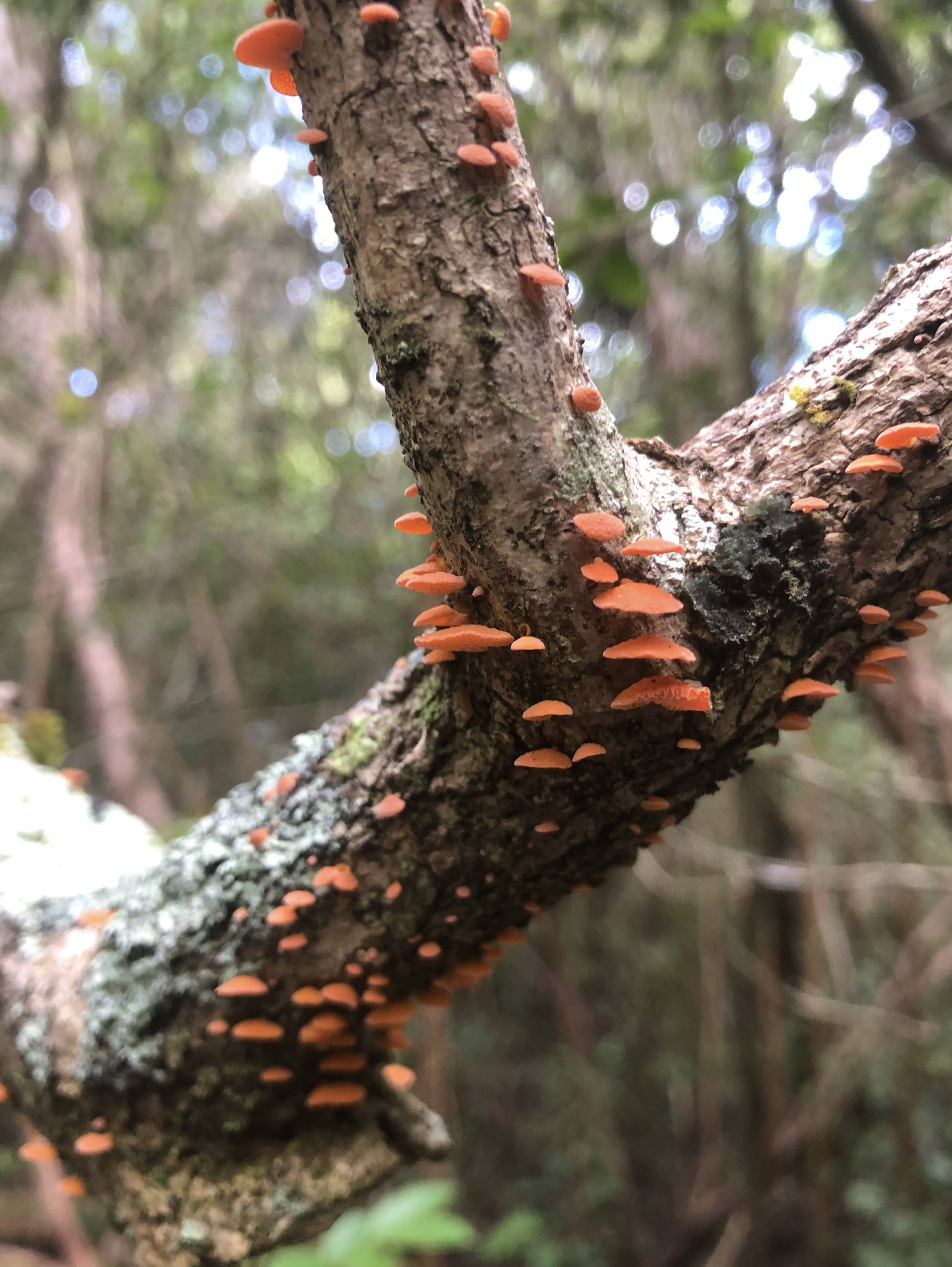 Close-up of a tree branch with small orange mushrooms growing on its bark, in a forest setting with blurred trees and foliage in the background.
