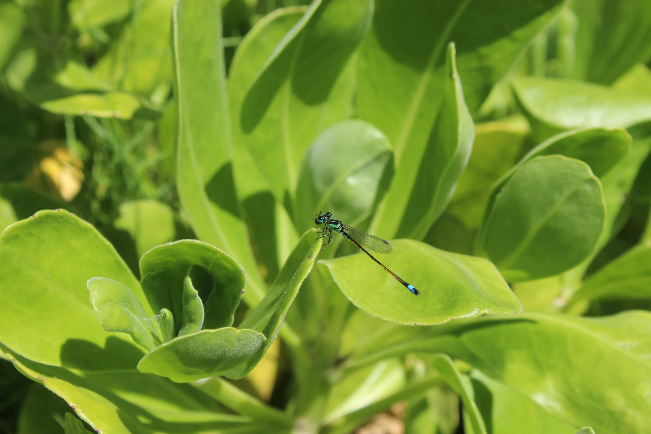 Close-up of green succulent leaves with a small blue and black damselfly perched on one of the leaves.