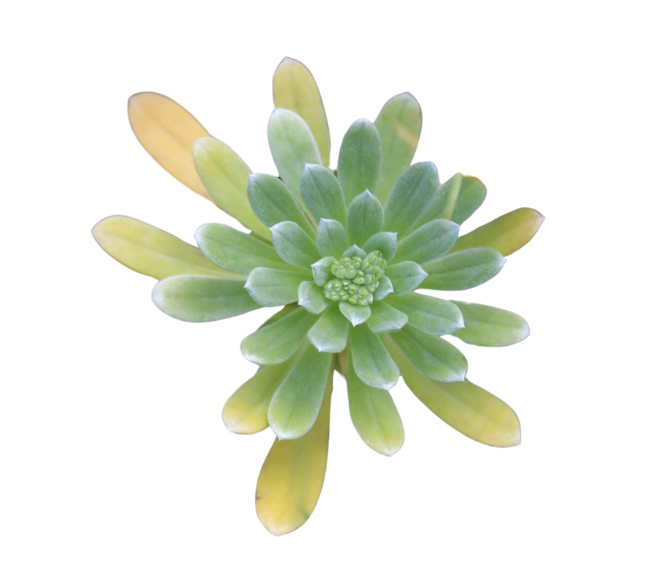 A close-up view of a green succulent plant with thick, fleshy leaves arranged in a rosette pattern.