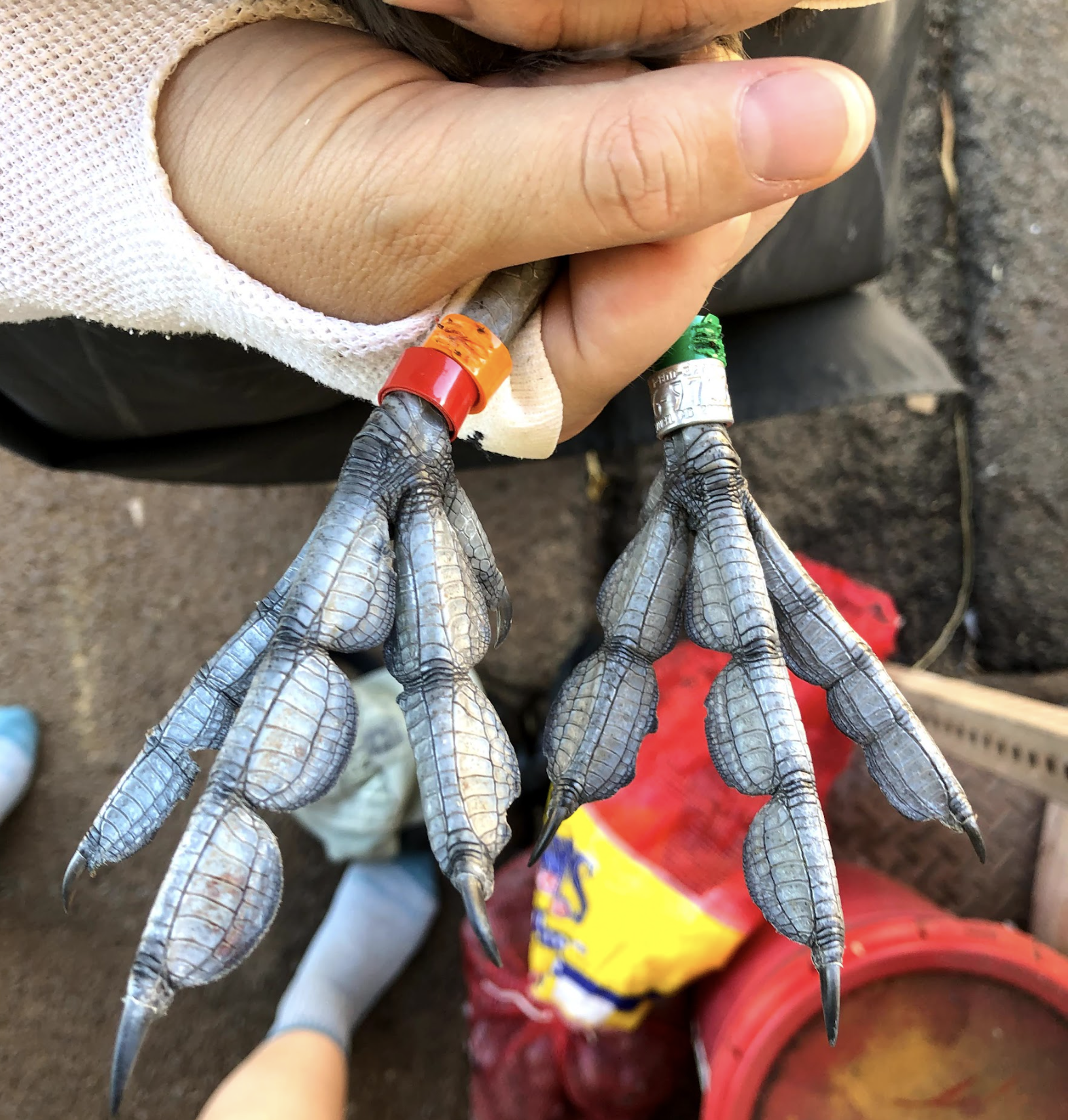 Close-up of a person's hand holding bird feet with colored tagged rings.