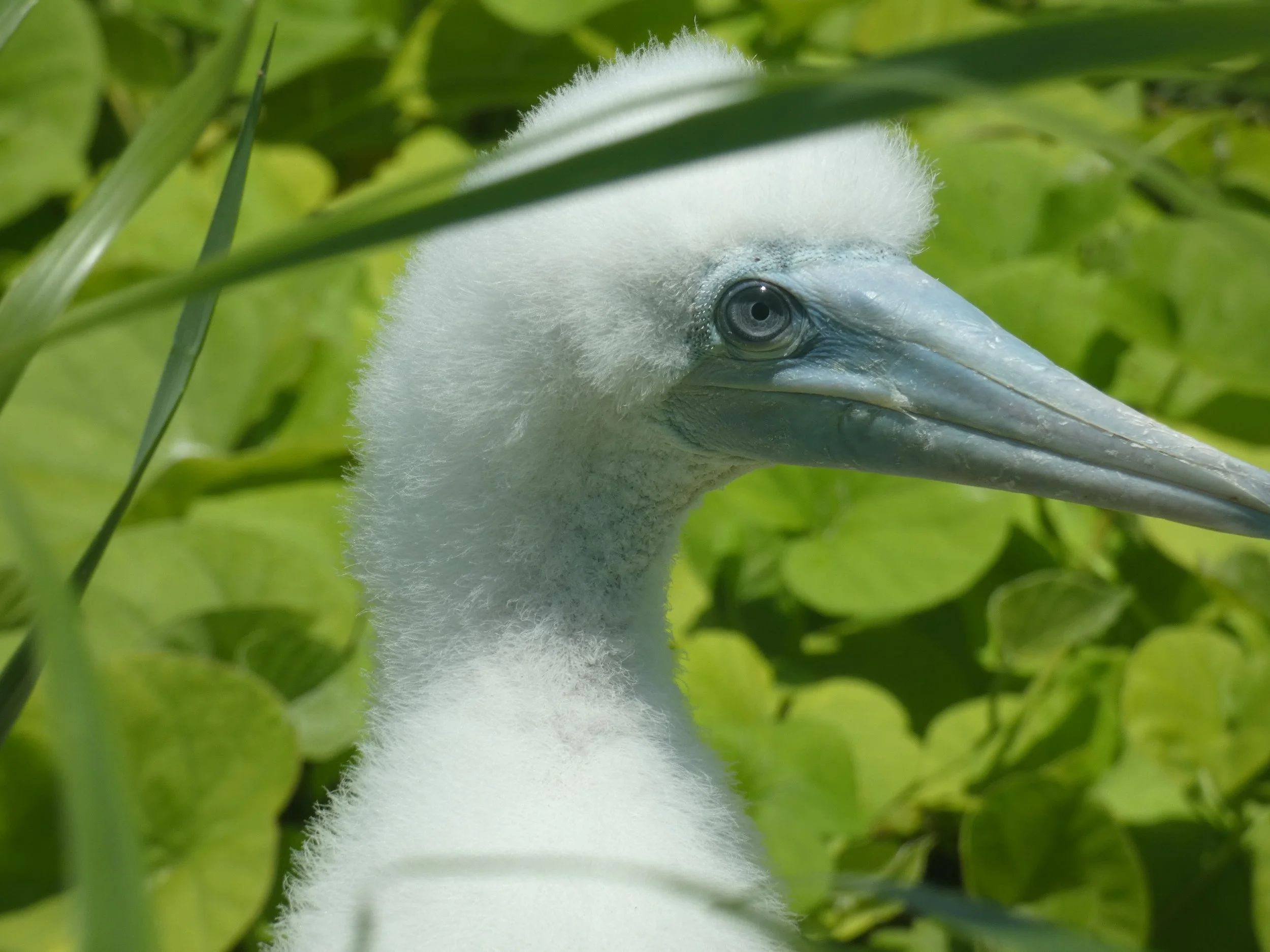 Close-up of a young Booby bird, with a fluffy white head and long pointed beak, partially hidden by green leaves.