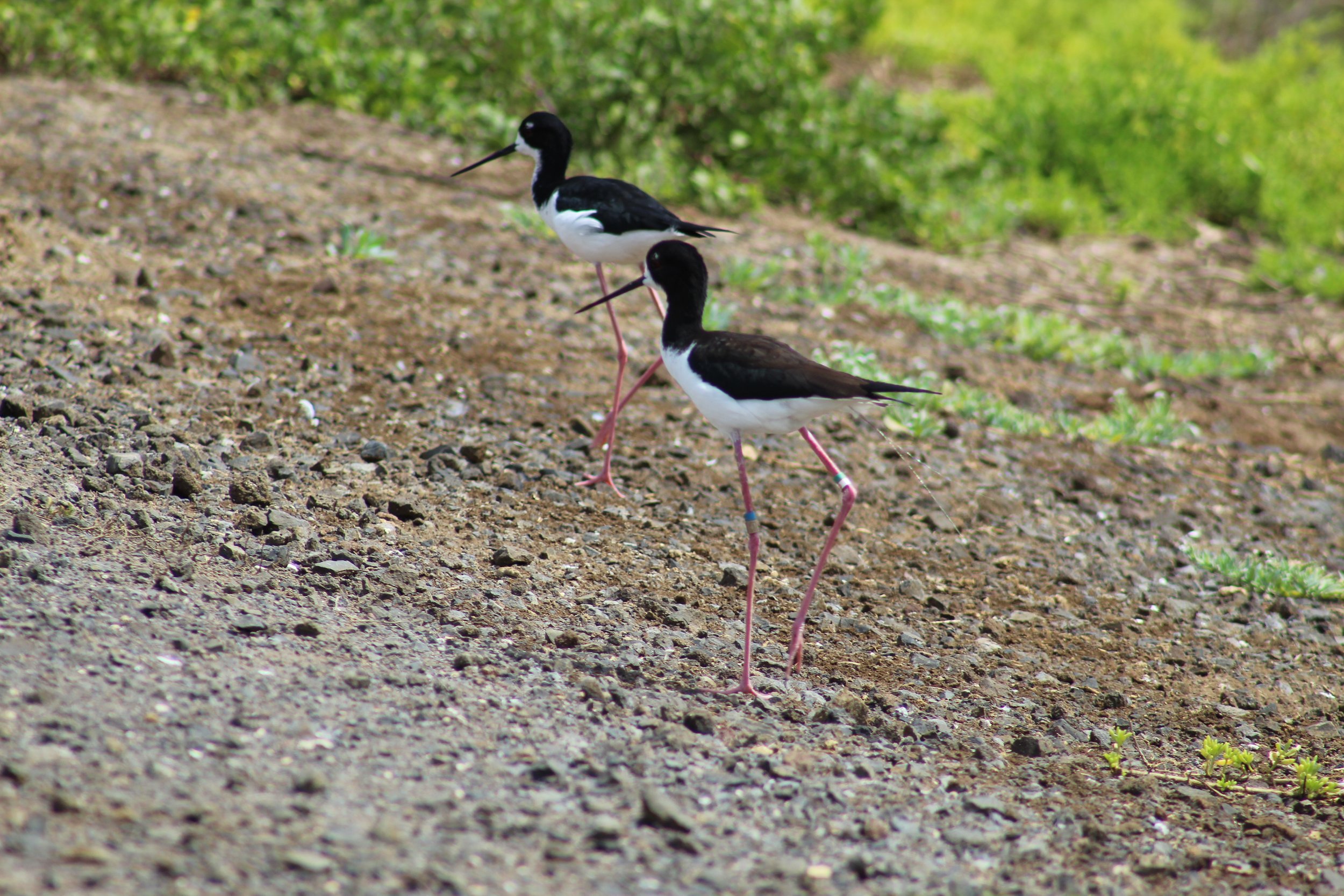 Two Stilts walking on a dirt path.