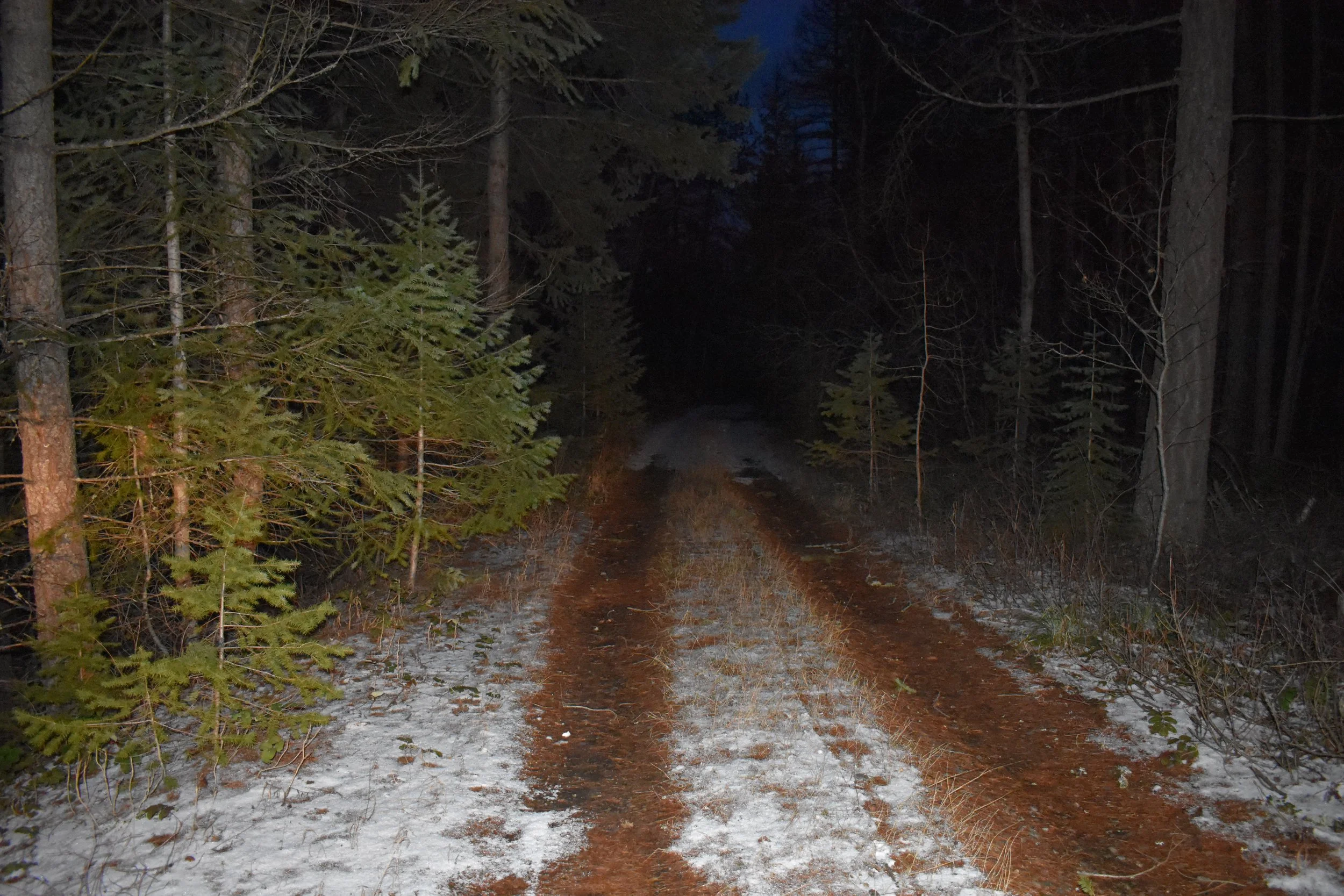 Forest Road 2.JPG