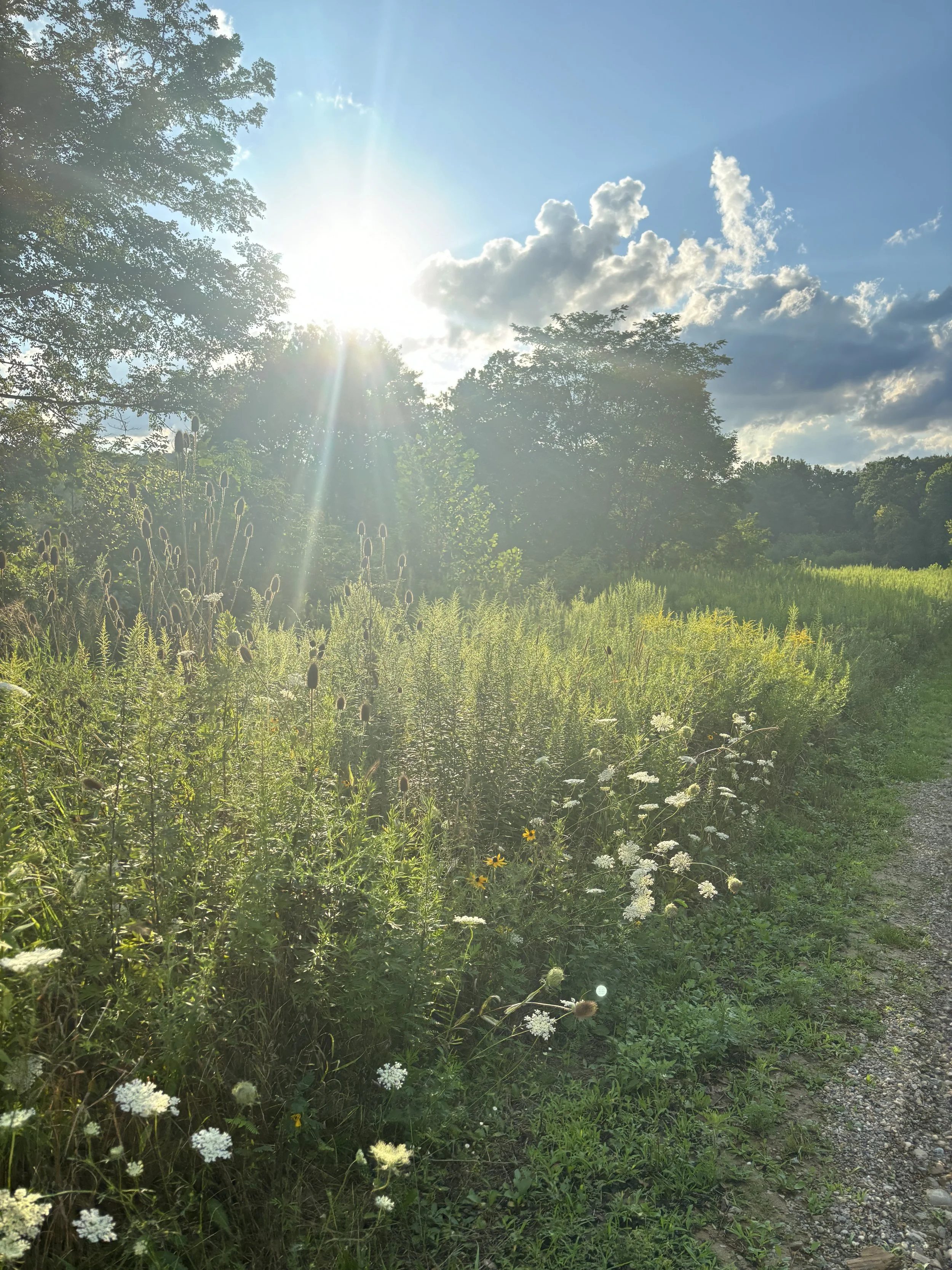 A sunny outdoor scene with trees, wildflowers, and a dirt path on the right. The sun is shining brightly in a partly cloudy sky.