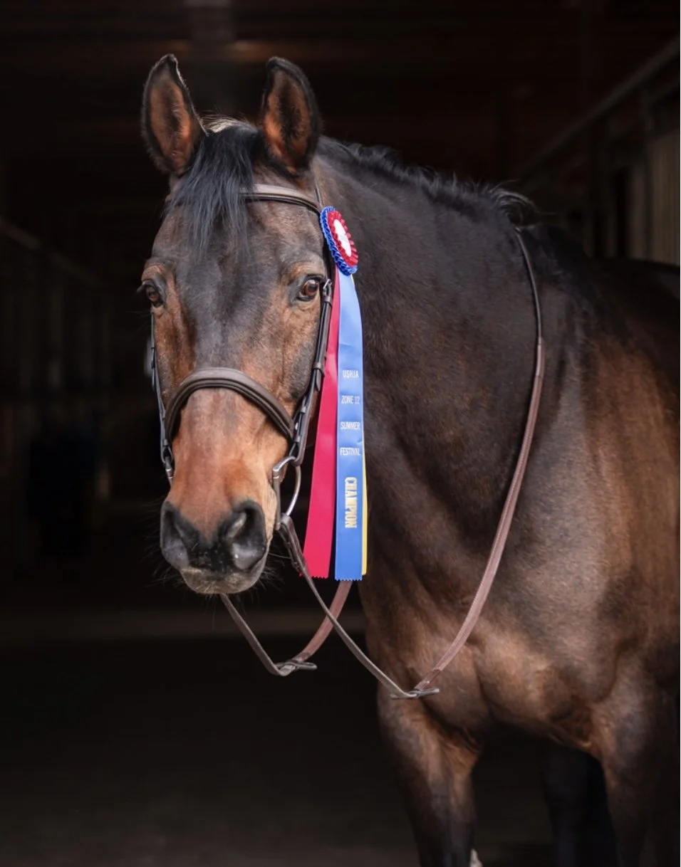 A brown horse with a black mane wearing a bridle, decorated with blue, red, and yellow ribbons indicating it won a prize at a summer festival.