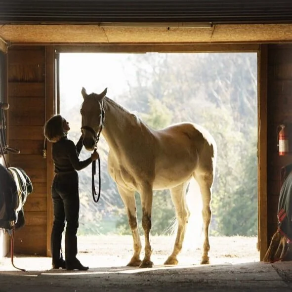 A person holding a white horse's bridle inside a barn, with the open barn door showing trees outside and sunlight.