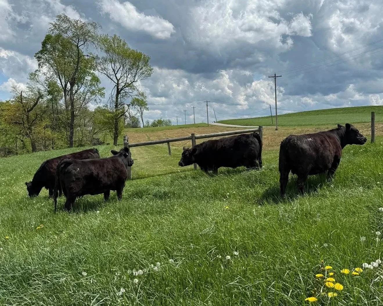 Four black cows grazing on a lush green field under a partly cloudy sky with trees and power lines in the background.