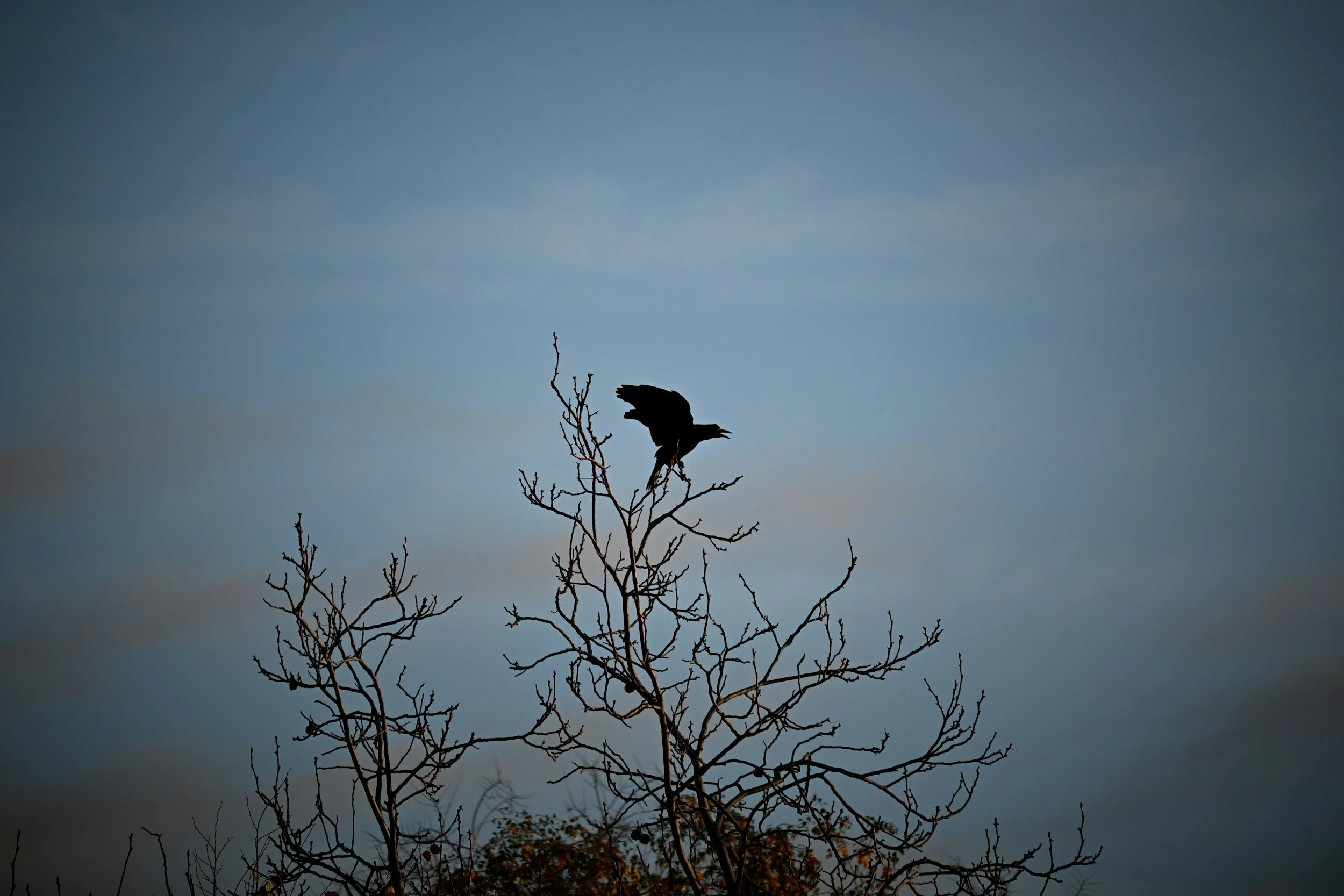 Career stress image - crow on branch
