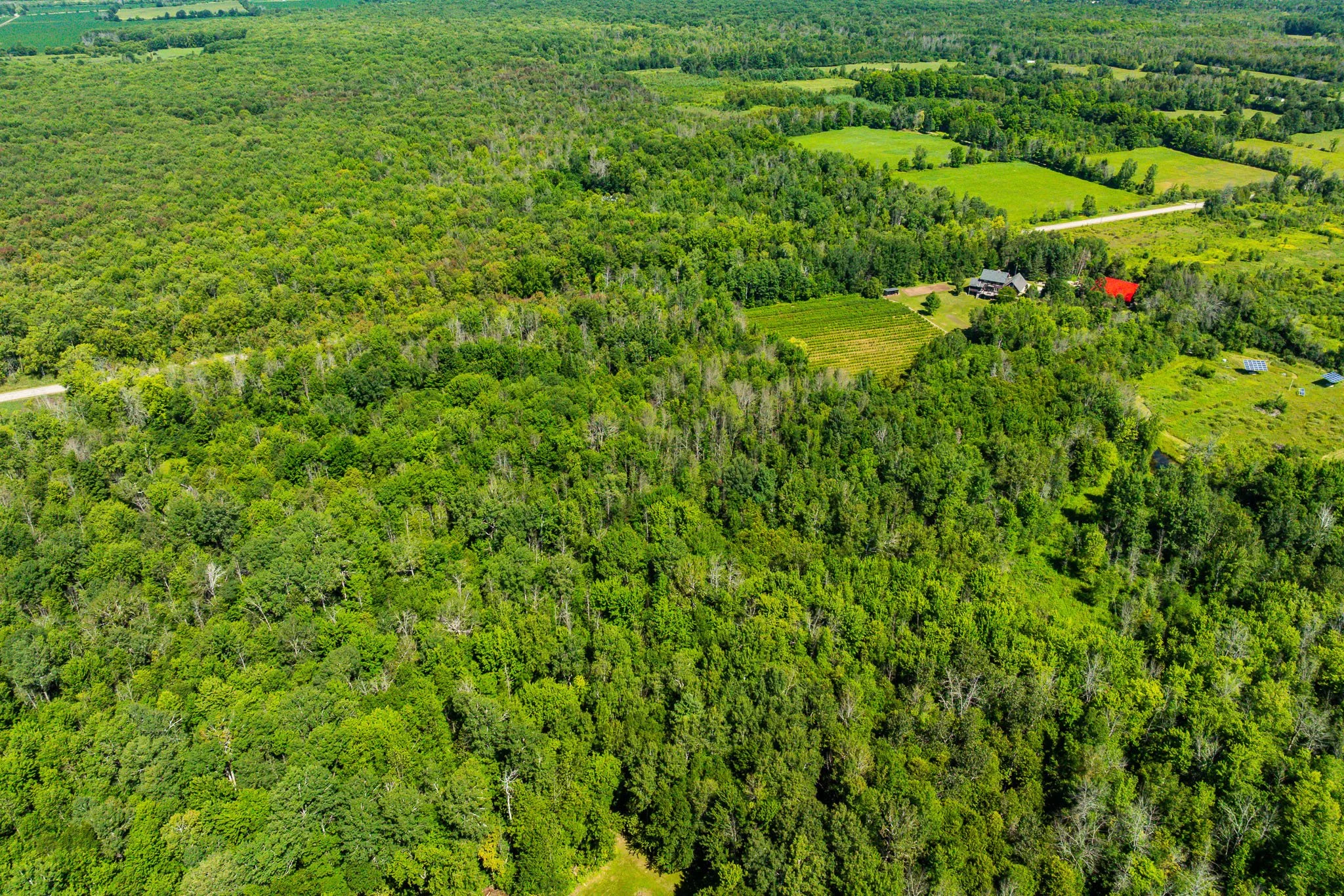 2613 Drummond - LOT_0008 copy.jpg