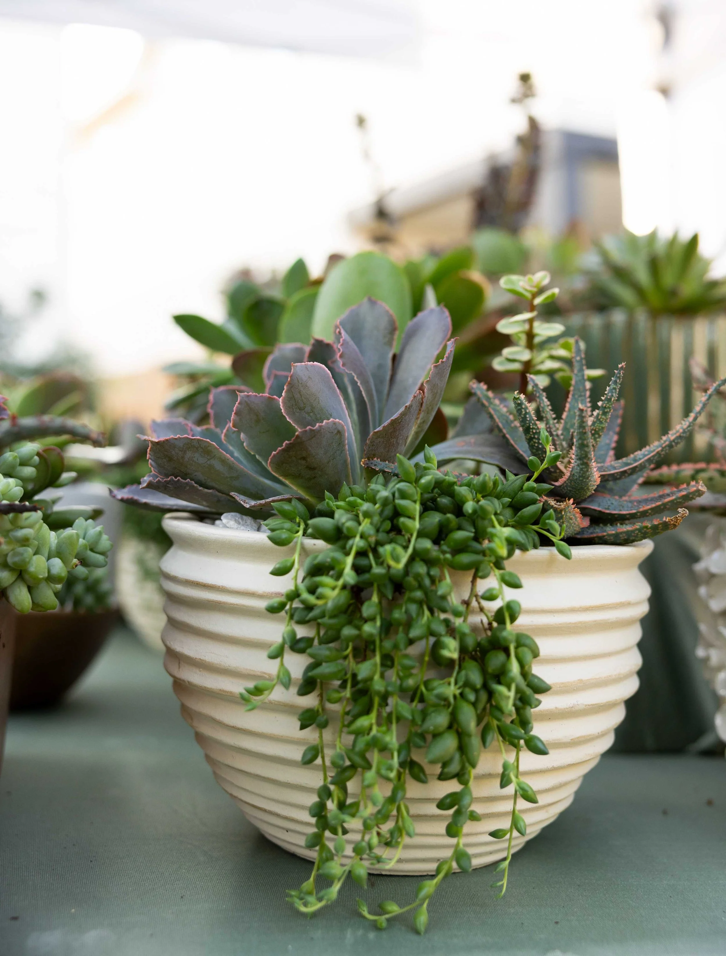 A white ceramic pot filled with various green succulent plants, including a prominent purple-tinted echeveria and a string of pearls trailing over the edge.