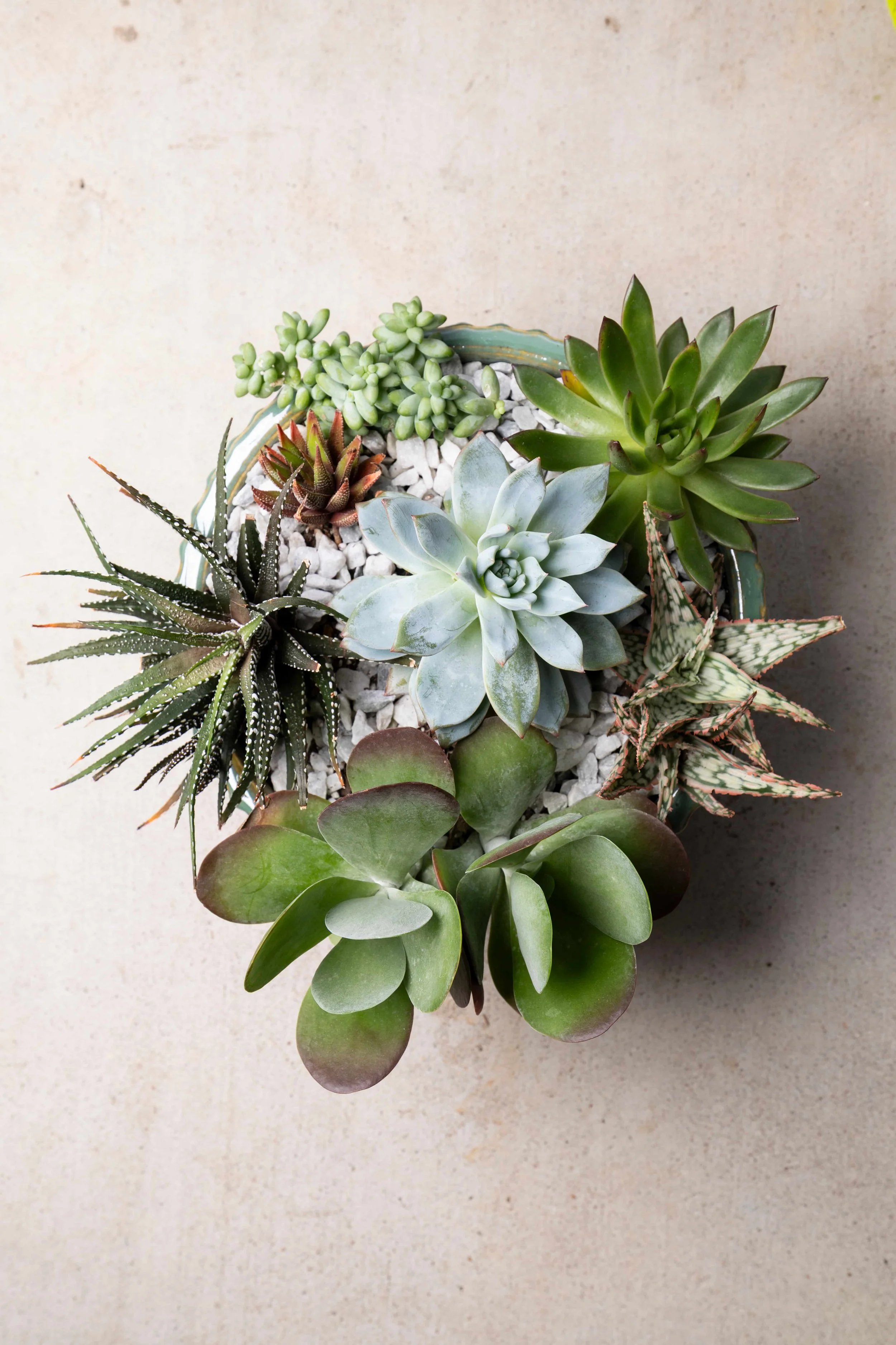 Close-up of a variety of succulent plants in a container with white pebbles, against a beige background.