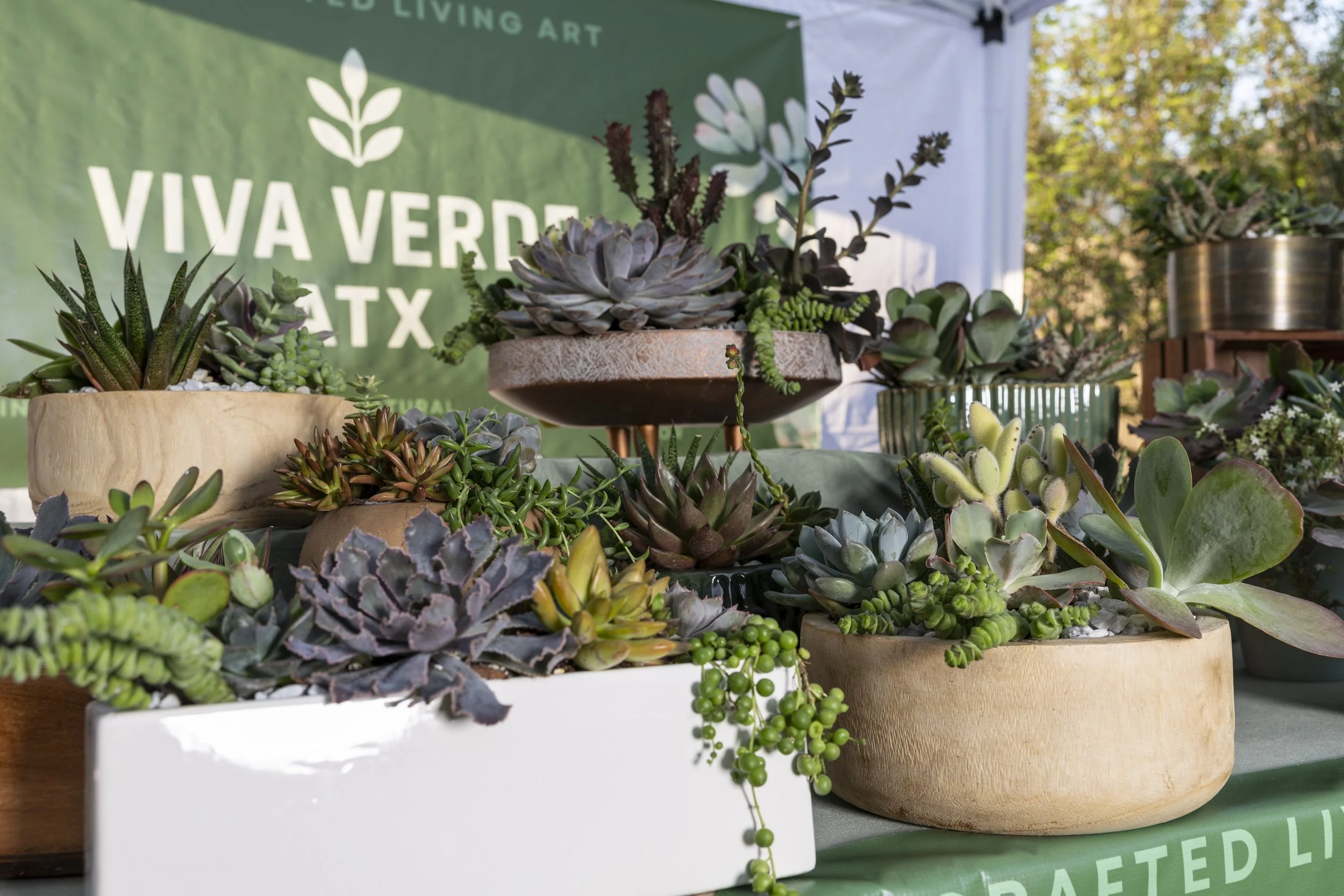 Arrangement of various potted succulents and cacti displayed on tables at an outdoor event, with a green banner in the background reading 'VIVA VERDE'.
