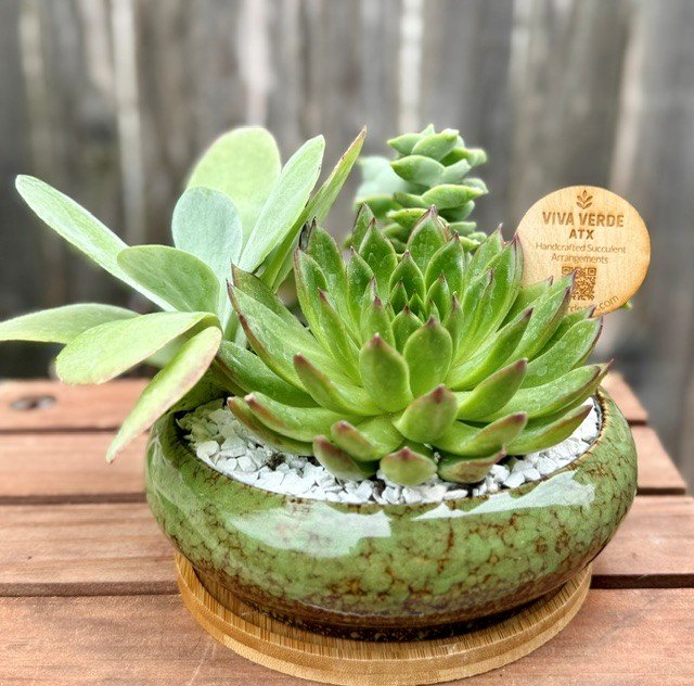 7.3 green succulent.jpg