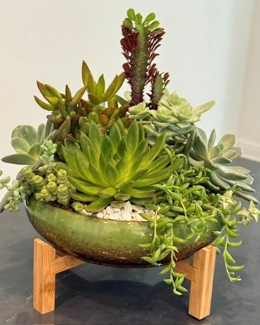 plant+1.jpg