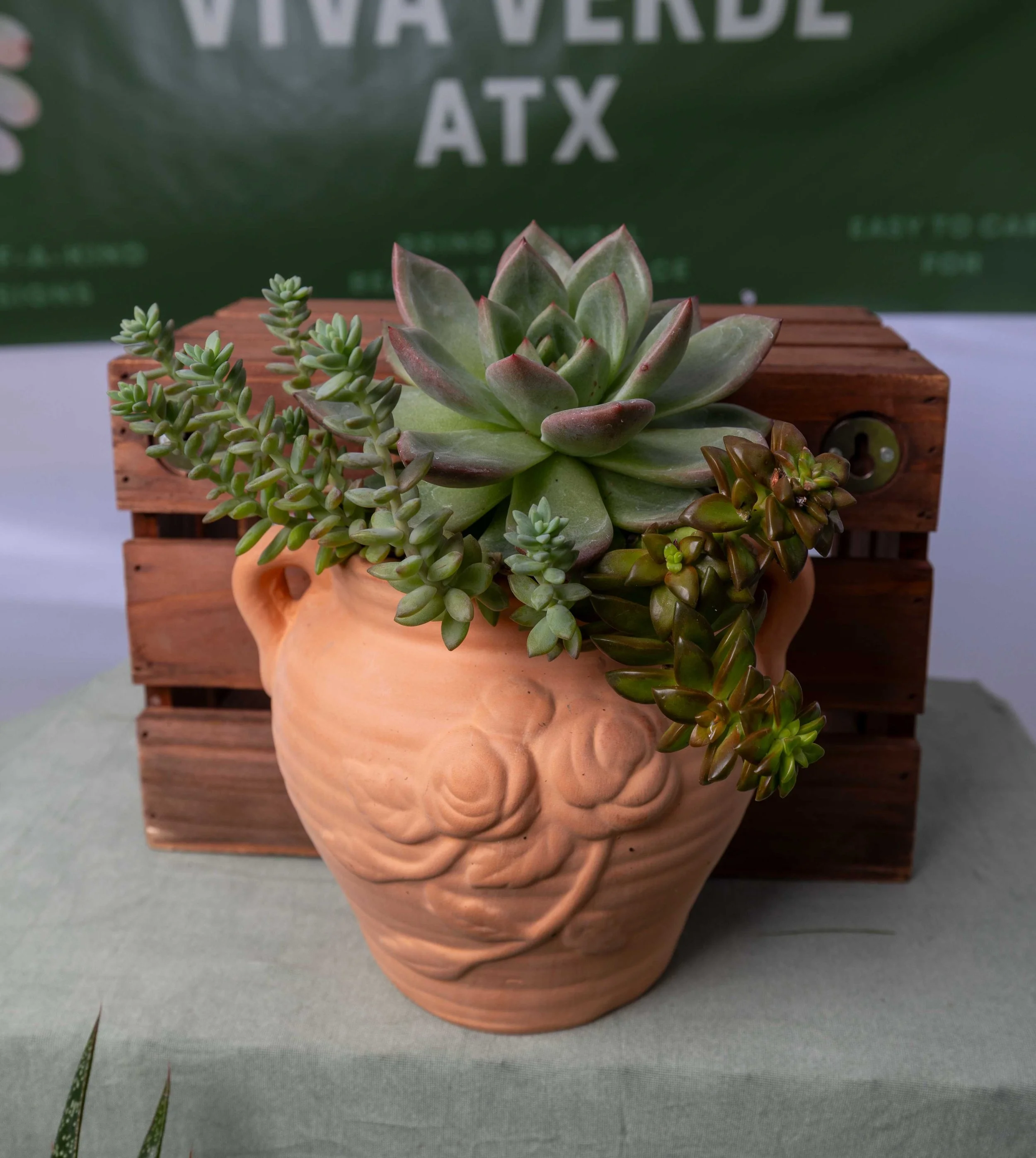 Close-up of a potted succulent plant with green and reddish leaves, placed in front of a wooden box and a green sign with white text.