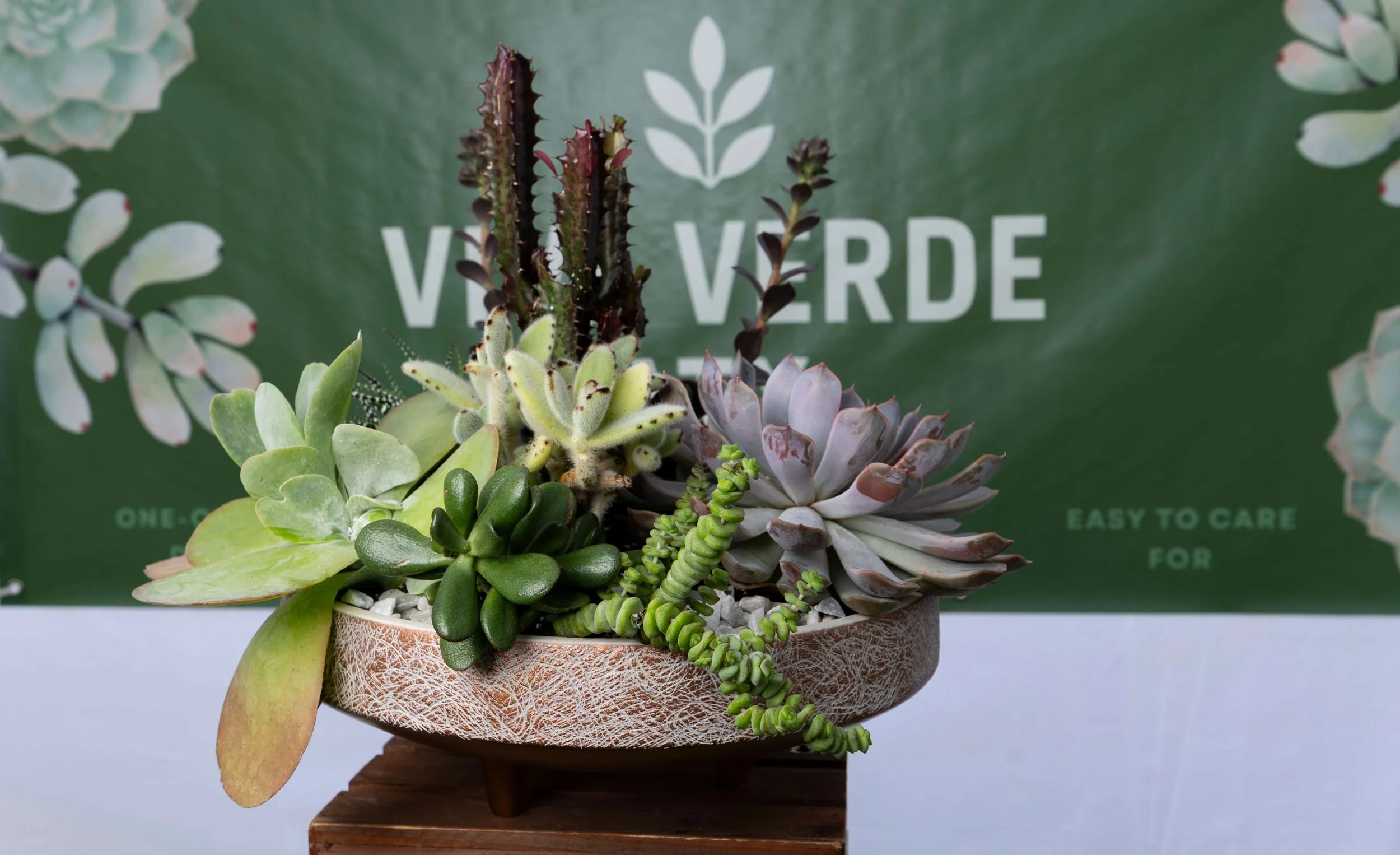 A decorative pot filled with various types of succulent plants, placed on a wooden stand against a green background with white text and leaf graphics.