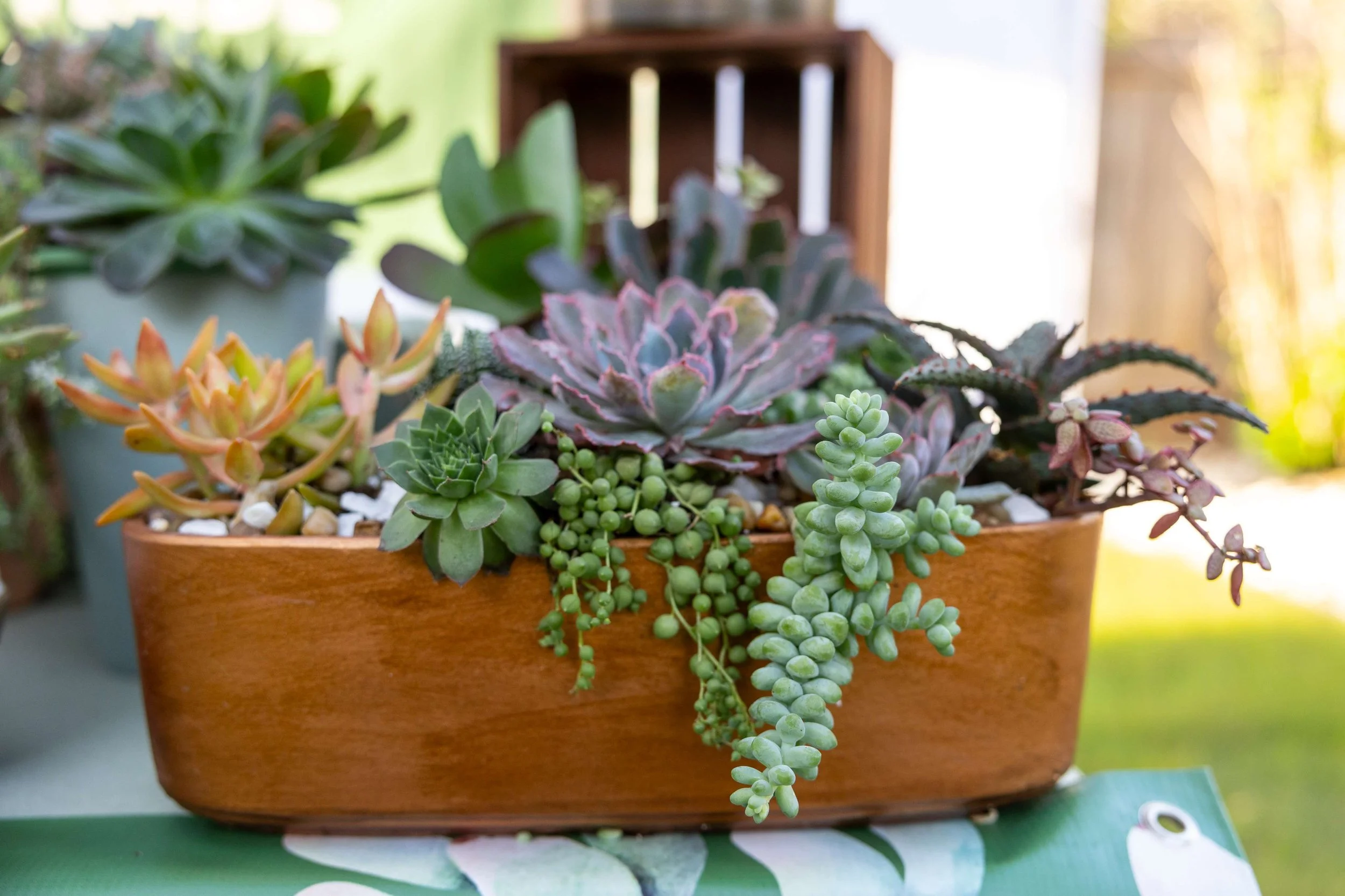 Potted arrangement of various succulents in a wooden container on a green surface outdoors, with sunlight and trees in the background.