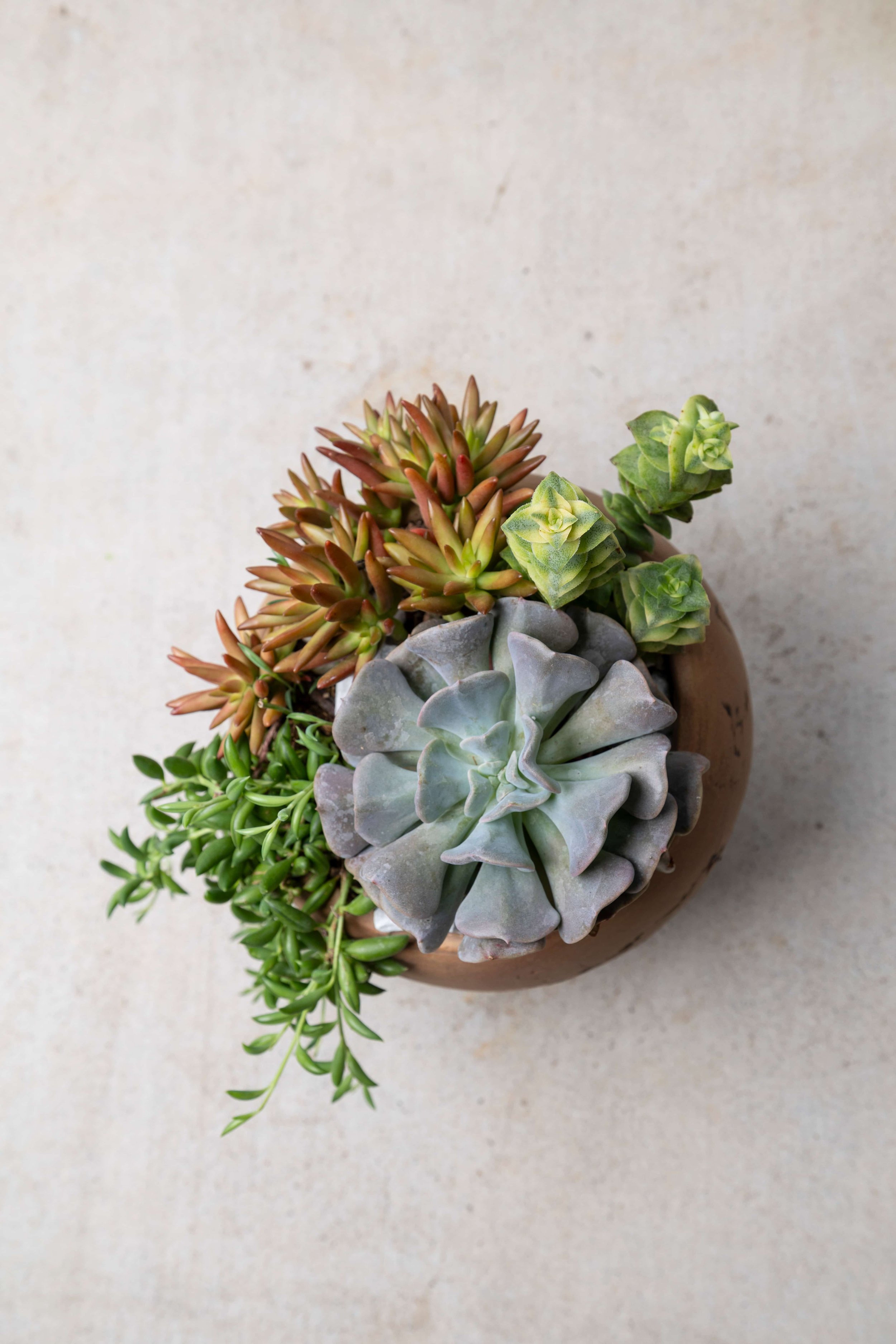 Top view of a beige pot with a variety of green and reddish succulent plants against a light background.