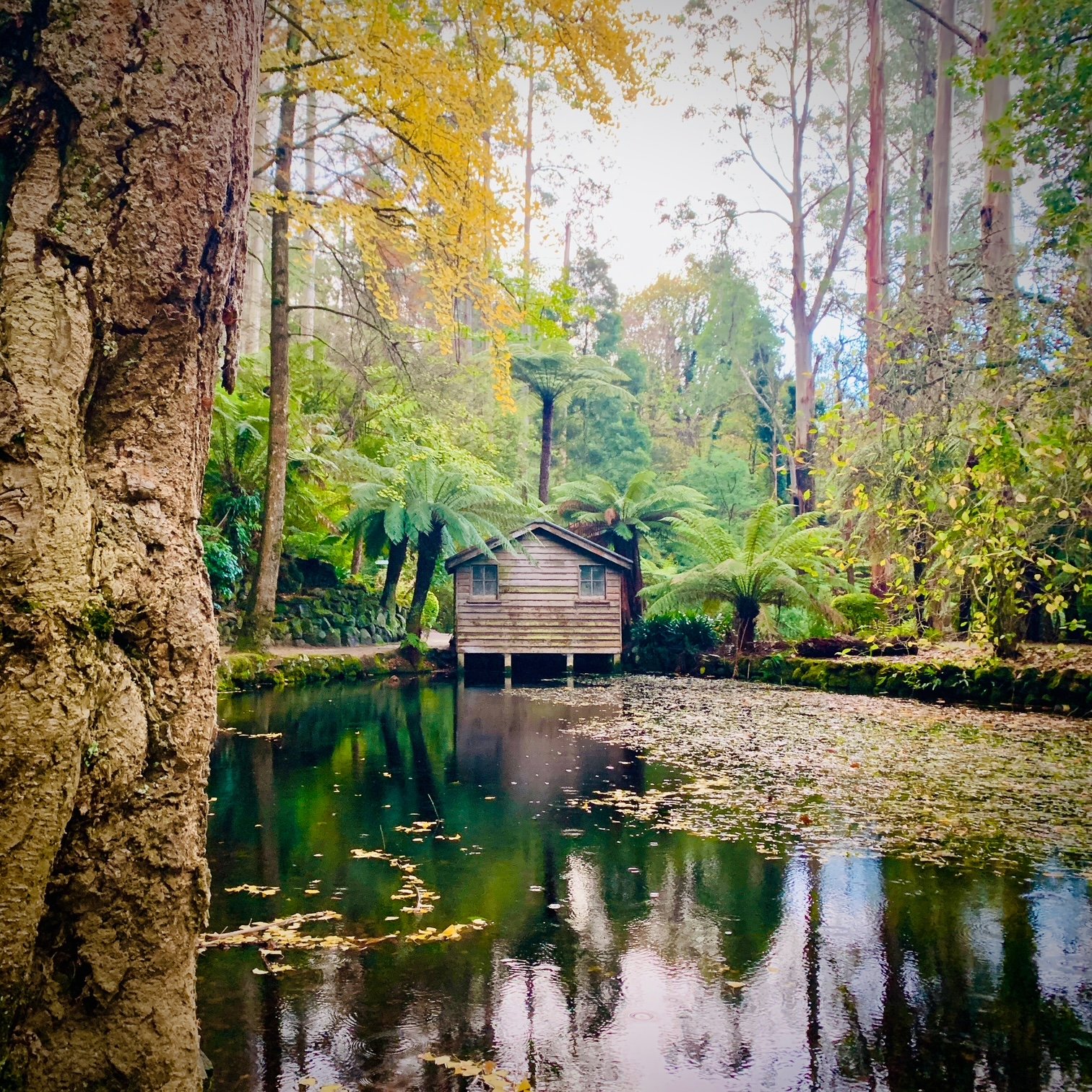 A small wooden house on stilts by a pond surrounded by lush green trees and ferns, with a large tree trunk in the foreground.