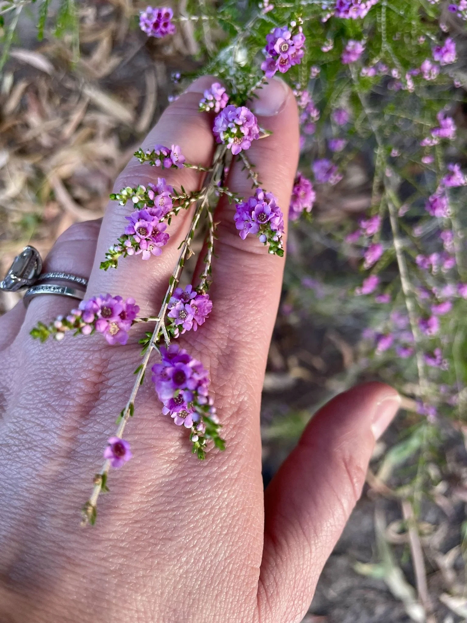 A hand with rings holding a purple flowering plant with multiple small purple flowers with white centers and green buds, with a background of blurred soil and foliage.