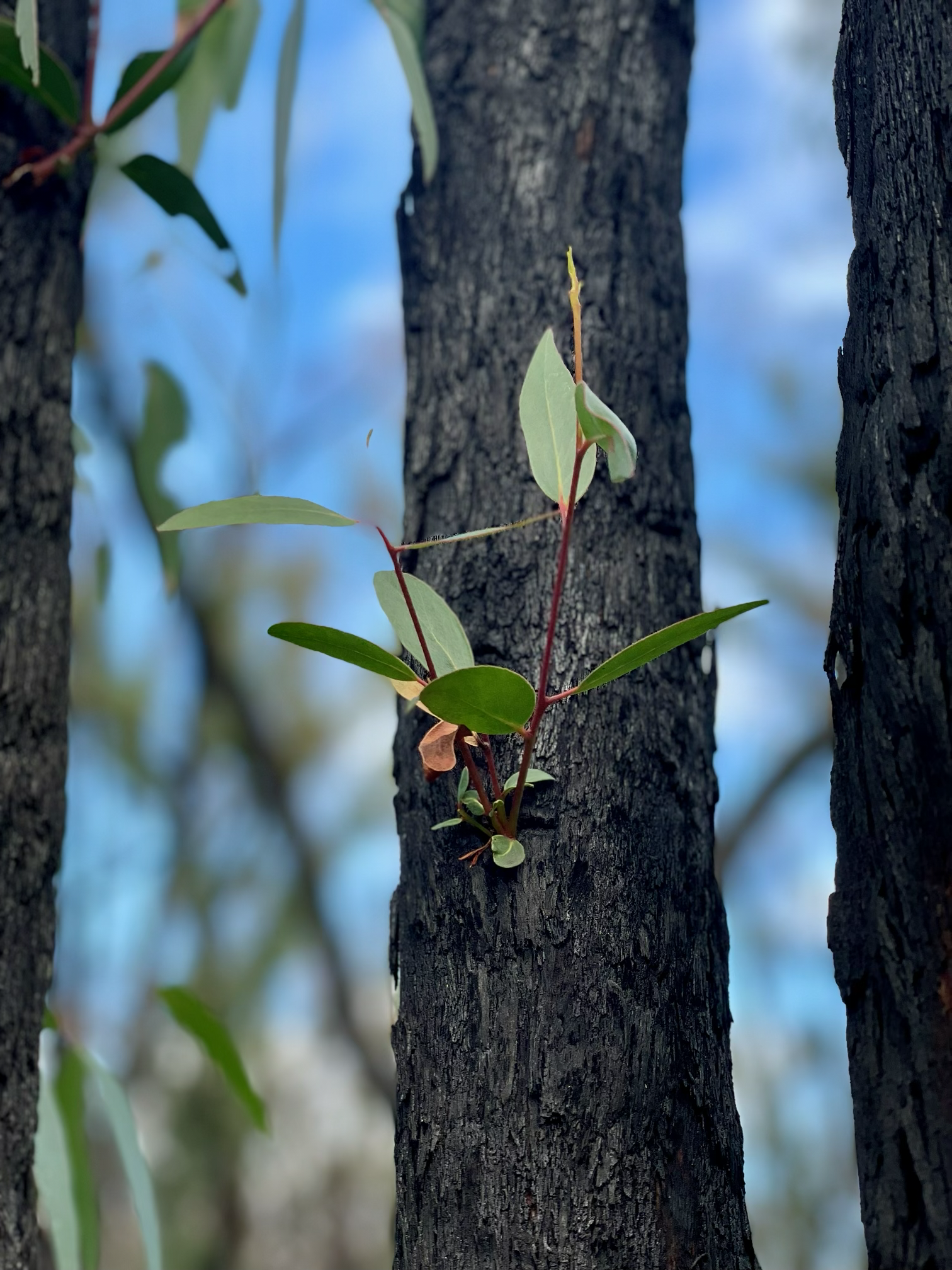 Close-up of a tree trunk with a small shoot of green new growth emerging between the bark.