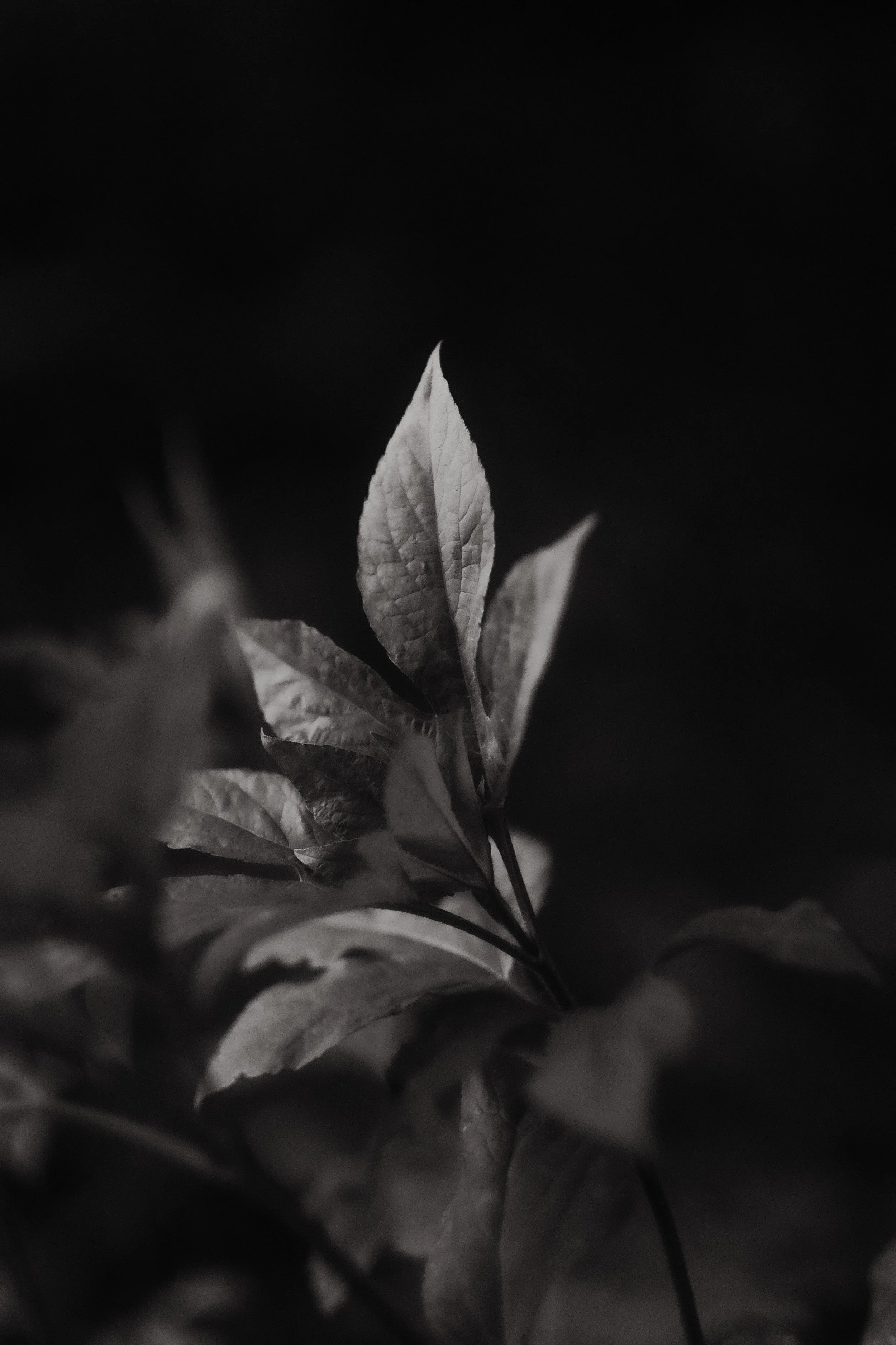 shadow & light.