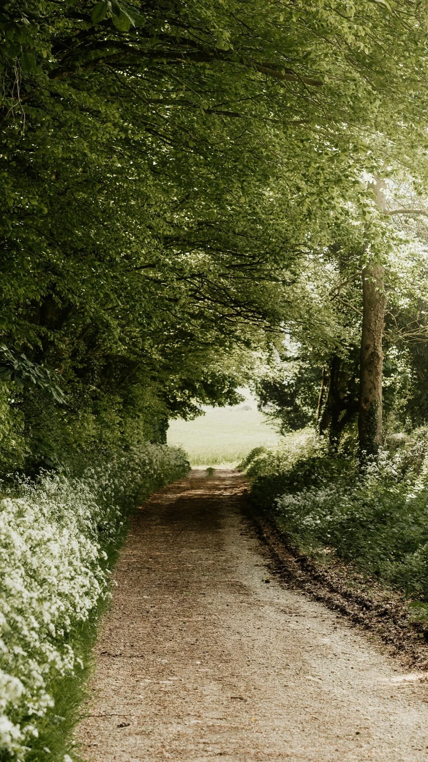 A dirt path running through a lush green forest with trees arching over, and white flowering bushes lining the sides of the trail.