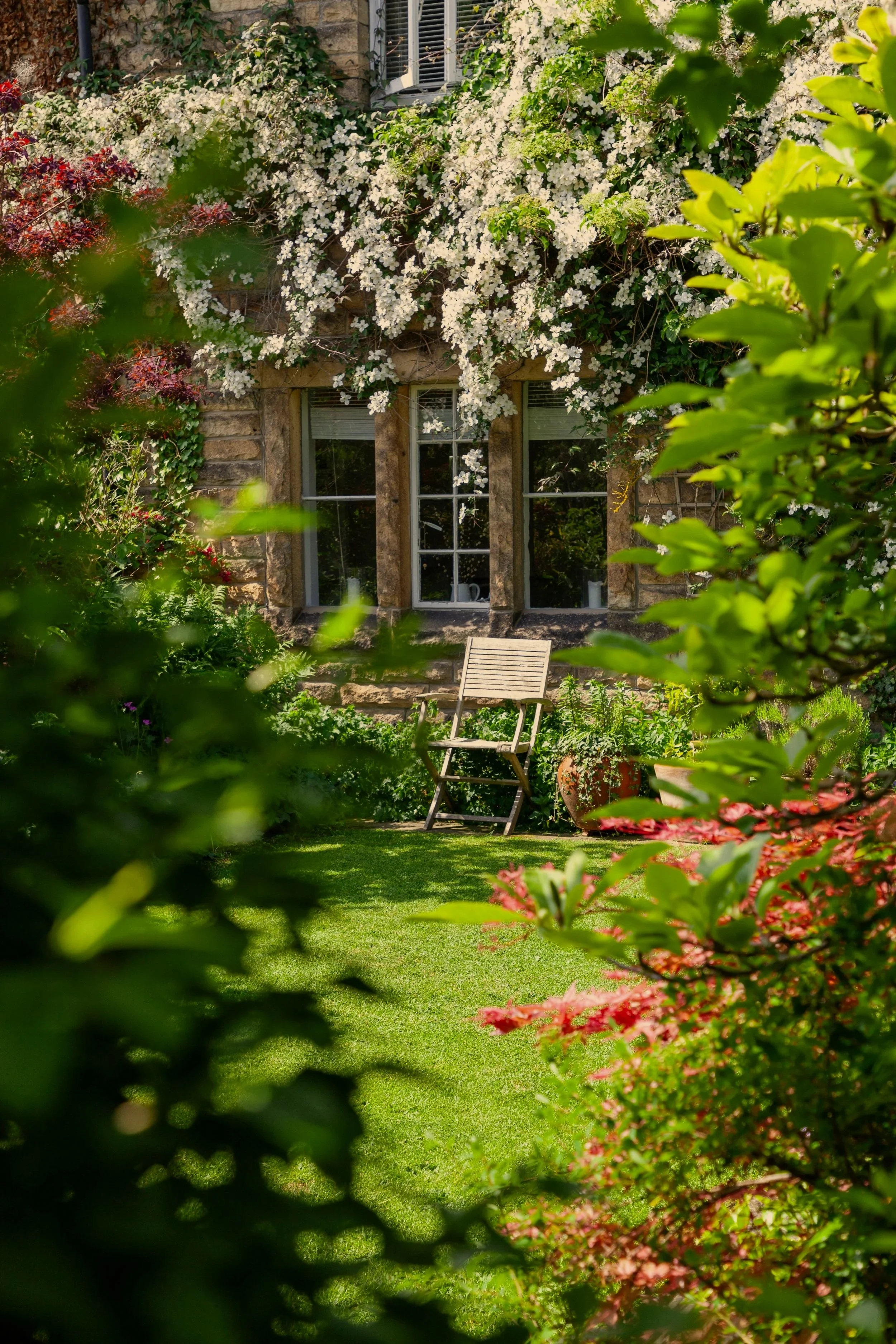 A garden scene with a stone house in the background, covered in white flowering vines, a wooden chair on the grass, surrounded by green and red foliage.